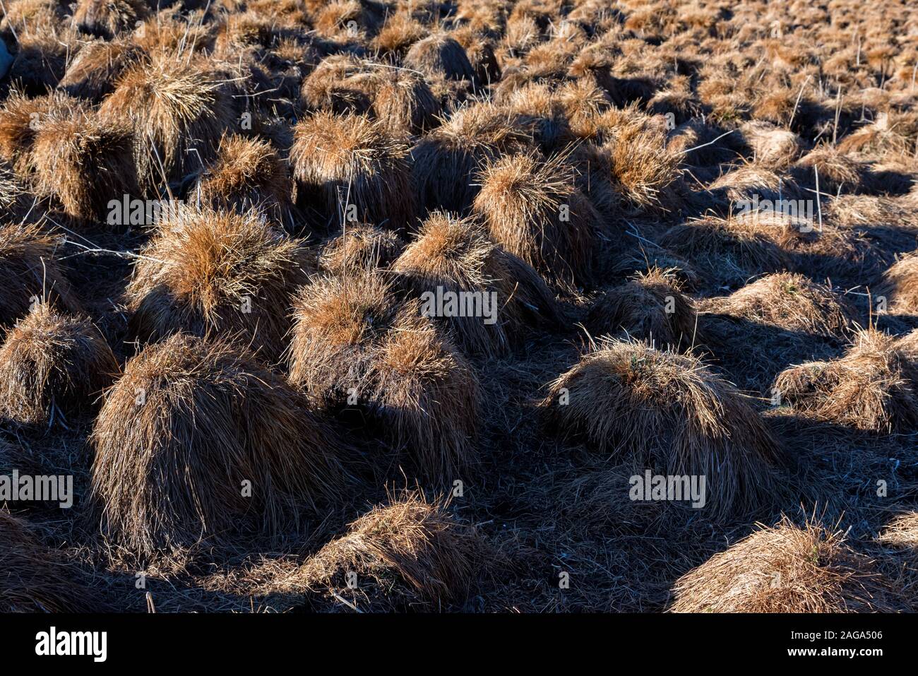 Natural background of hillocks in tussock field in fall Stock Photo - Alamy