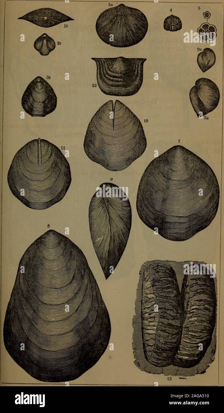 . Annual report of the regents of the university of the state of New York on the condition of the State Cabinet of Natural History and the historical and antiquarian collection annexed thereto. 12 PLATE VI. [Assembly Fossils of the Clinton group. 1. Orthis circulus, side and end views. 2. Atrypa congesta, side and front views.8. A. NAVIFORMIS, do. do. 4. A. PLICATULA. 6. Joint of crinoidal stem, natural size and magnified. 7. Pentamerus oblongus, young shell ( p. 63). 8. Same, old shell. 9. Same, profile view. 10. Same, internal cast* of lower valve. 11. Same, do. do. of upper valve. The dark Stock Photo