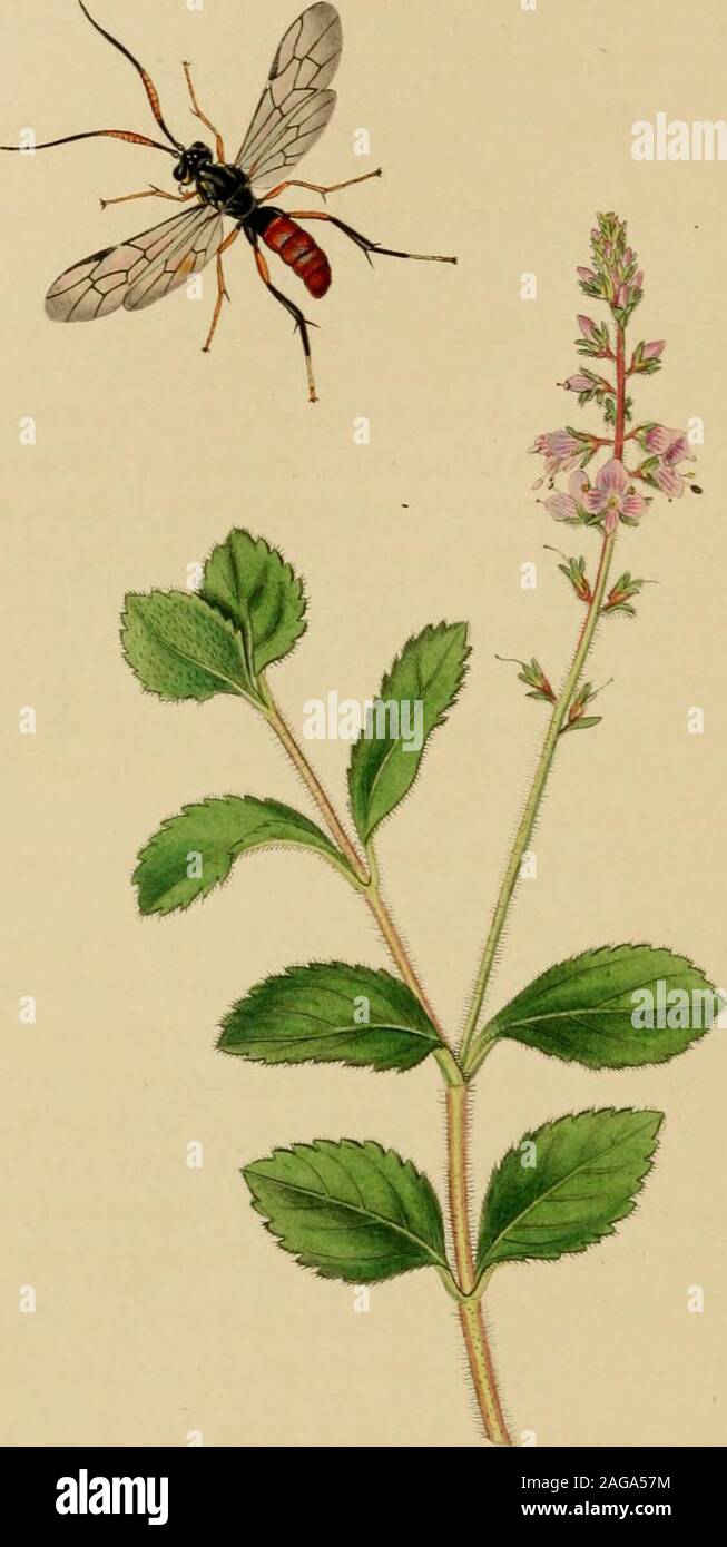 Peronists Insect . British entomology; being illustrations and descriptions of the ...