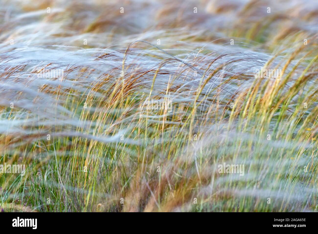 Feather or spear grass swaying in wind at sunrise in steppe Stock Photo