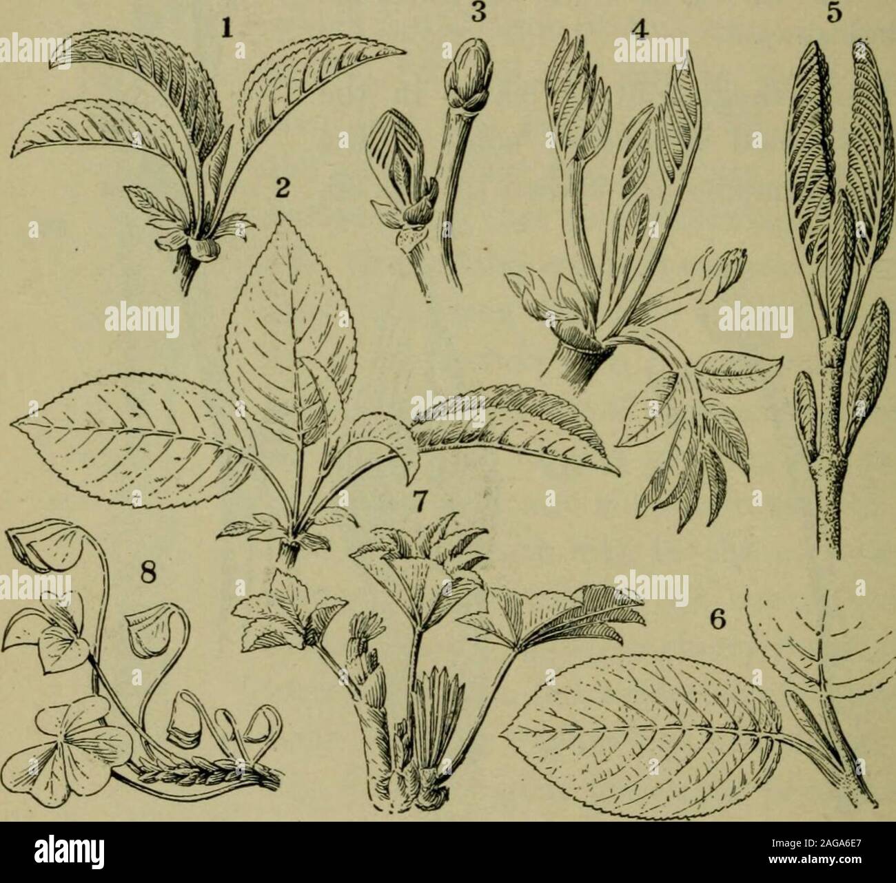 . Foundations of botany. Fig. 85. —A slowly grown Twigof Cherry, 3 inches long andabout ten years old. The pointed hud Hs a leaf-bud;the more obtuse accessorybuds /, / are flower-buds. Fig. 86. B, a twig of European elm ; A, a longitudi-nal section of the buds of B (considerablymagnified); ax, the axis of the bud, whichwill elongate into a shoot; sc, leaf-scars. In the cherry. the two halves of the leaf are foldedtogether flat, with the under surfaces outward ; in thewalnut the separate leaflets^ or parts of the leaf, are folded 126 FOUNDATIONS OF BOTANY flat and then grouped into a sort of co Stock Photo