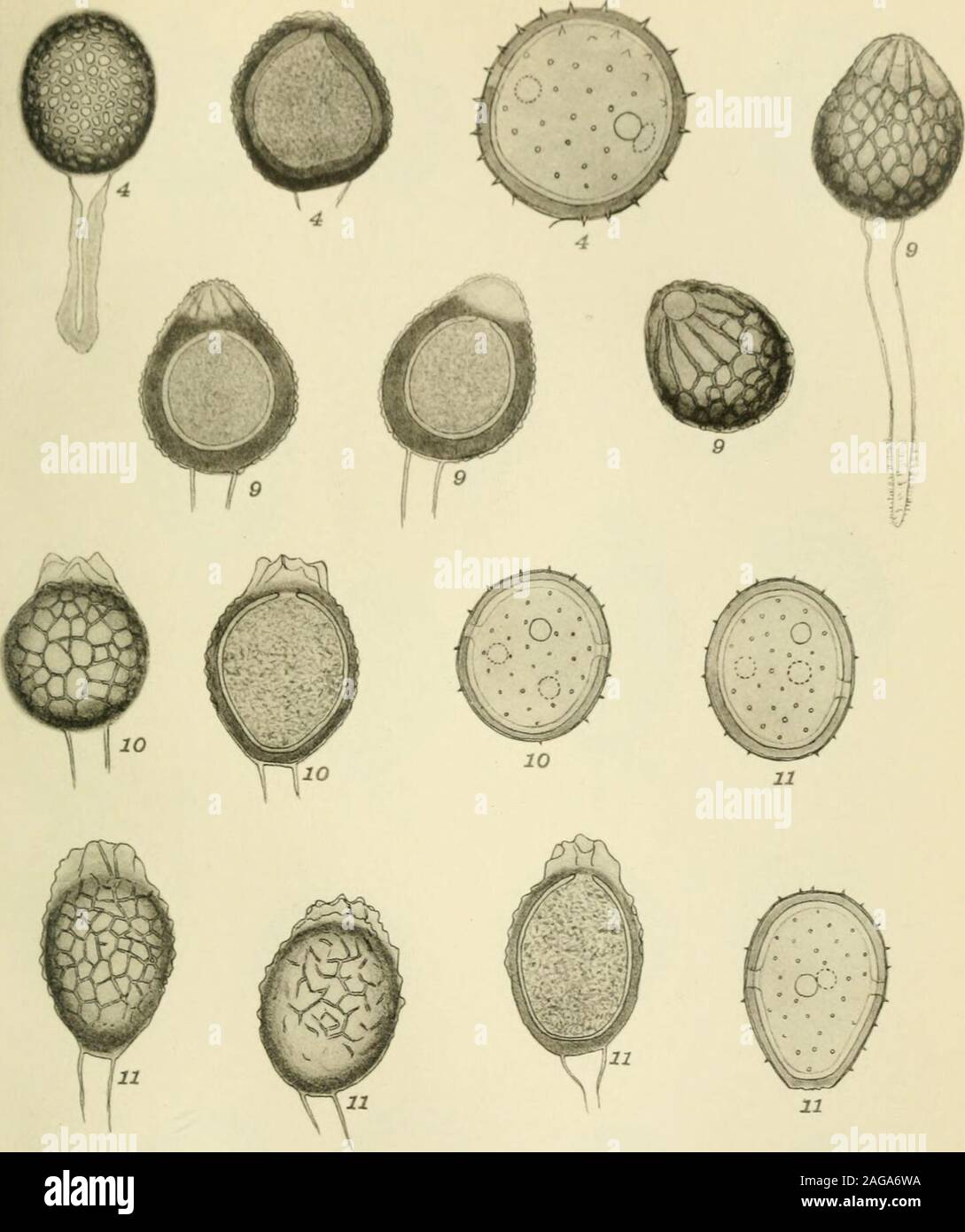 . Arkiv för botanik. E. ROSENIUS & T. VESTERGREN DEL. 1. Uromyces verruculosus Berk. & Broome. 2. U. praetextus Vesterg. 3. U. guatemal7. U. superfixus Vesterg. 8. U. Fiebrigii P. Henn. & Vesterg. 9. U. bauhinicola Artb. 10. U. Di Taf. I.. Stock Photo