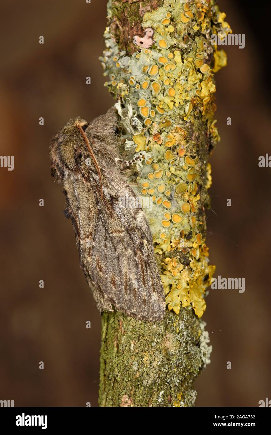 Great Prominent Moth (Peridea anceps) male resting on lichen covered branch, Wales, May, Wales, May Stock Photo