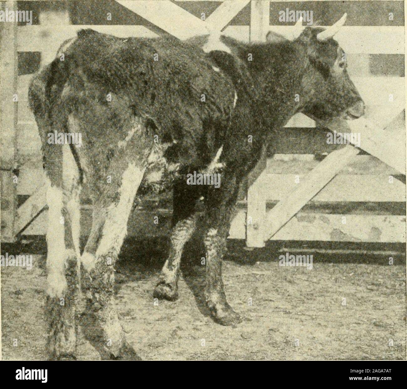 Types And Market Classes Of Live Stock D Wild Eyed Steer With