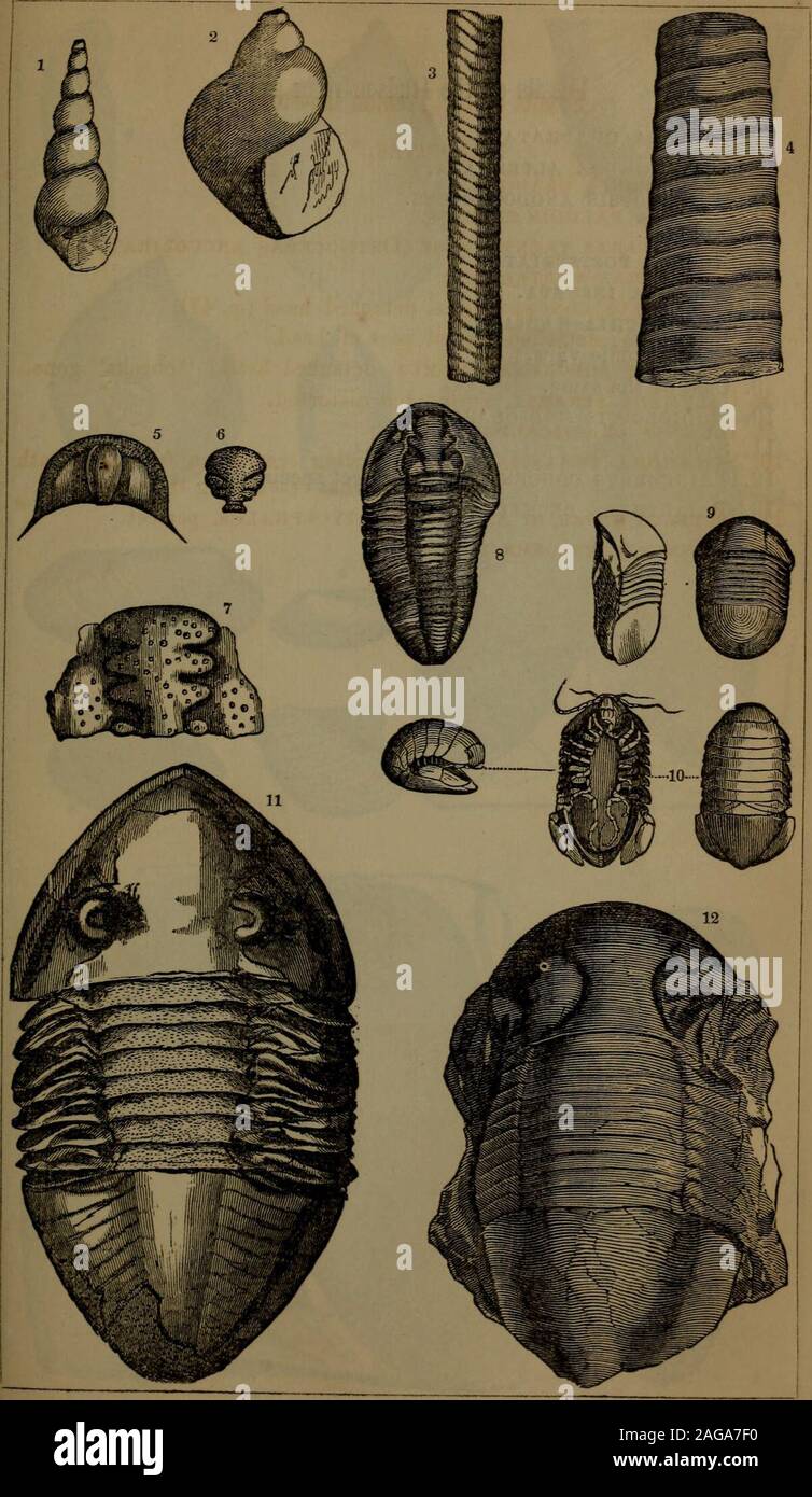 . Annual report of the regents of the university of the state of New York on the condition of the State Cabinet of Natural History and the historical and antiquarian collection annexed thereto. PLATE III. [Assembly Fossils of the Trenton limestone. TRILOBITES. 1. murchisonia gracilis. 2. holopea paludin^formis. 3. Cameroceras trentonense (Orthoceras arcuoliratum). 4. Orthoceras vertebrale. 5. Trinucleus concentricus, detached head (p. 47). 6. Dalmania, detached central part of head. 7. Ceraurus pleurexanthemus, detached head ; cheeks gone. 8. Calymene senaria, entire, bjit distorted. 9. Ill^nu Stock Photo