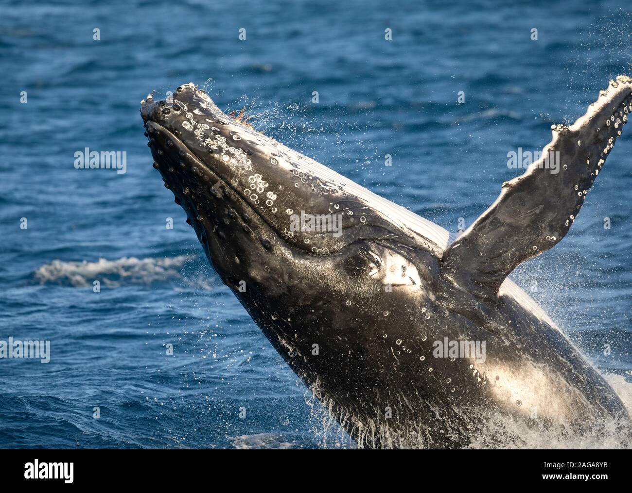 Humpback whale breaching near Fraser Island, off the coast of Hervey Bay, Queensland, Australia Stock Photo