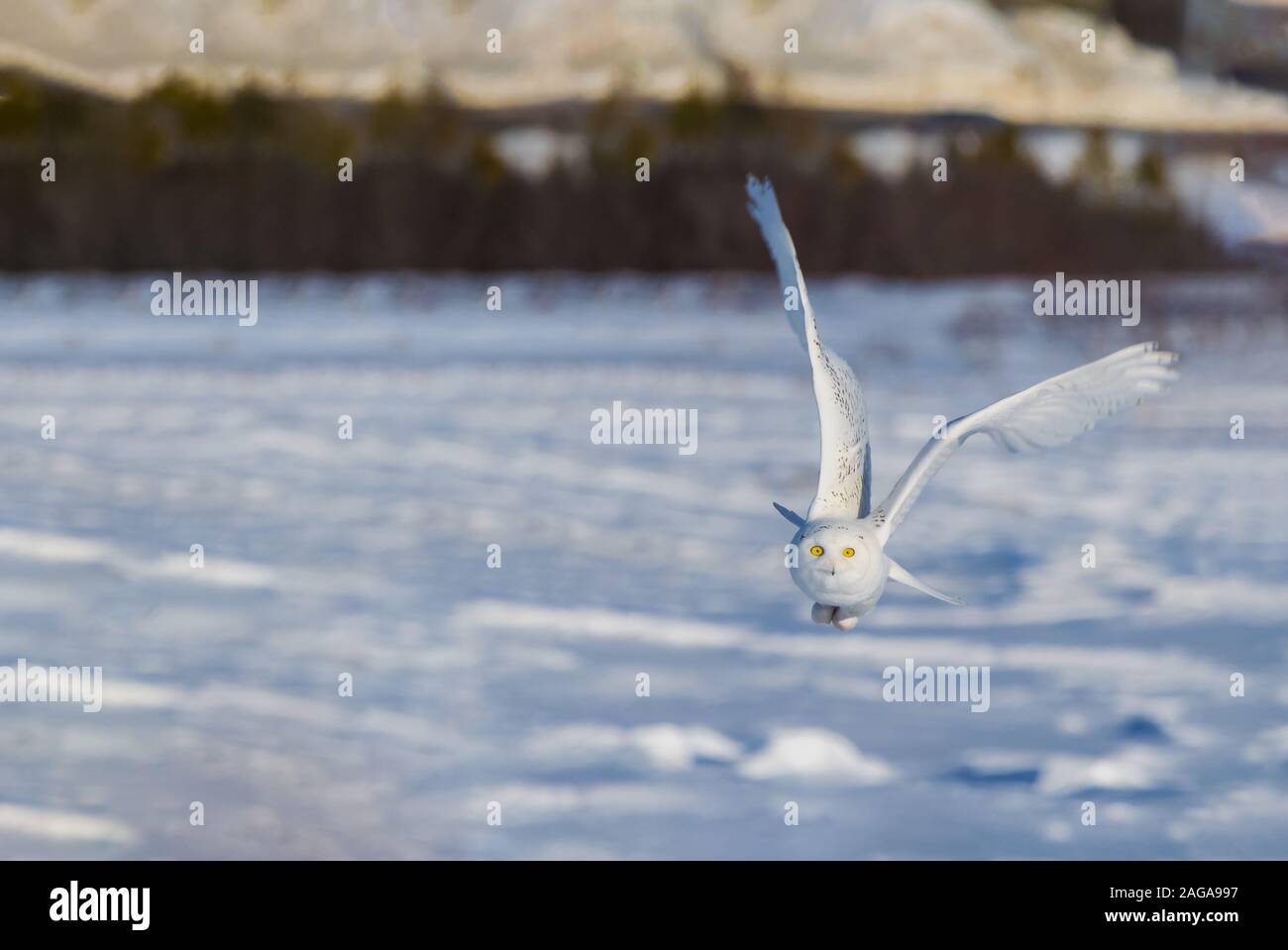 Hunting snowy owl Stock Photo