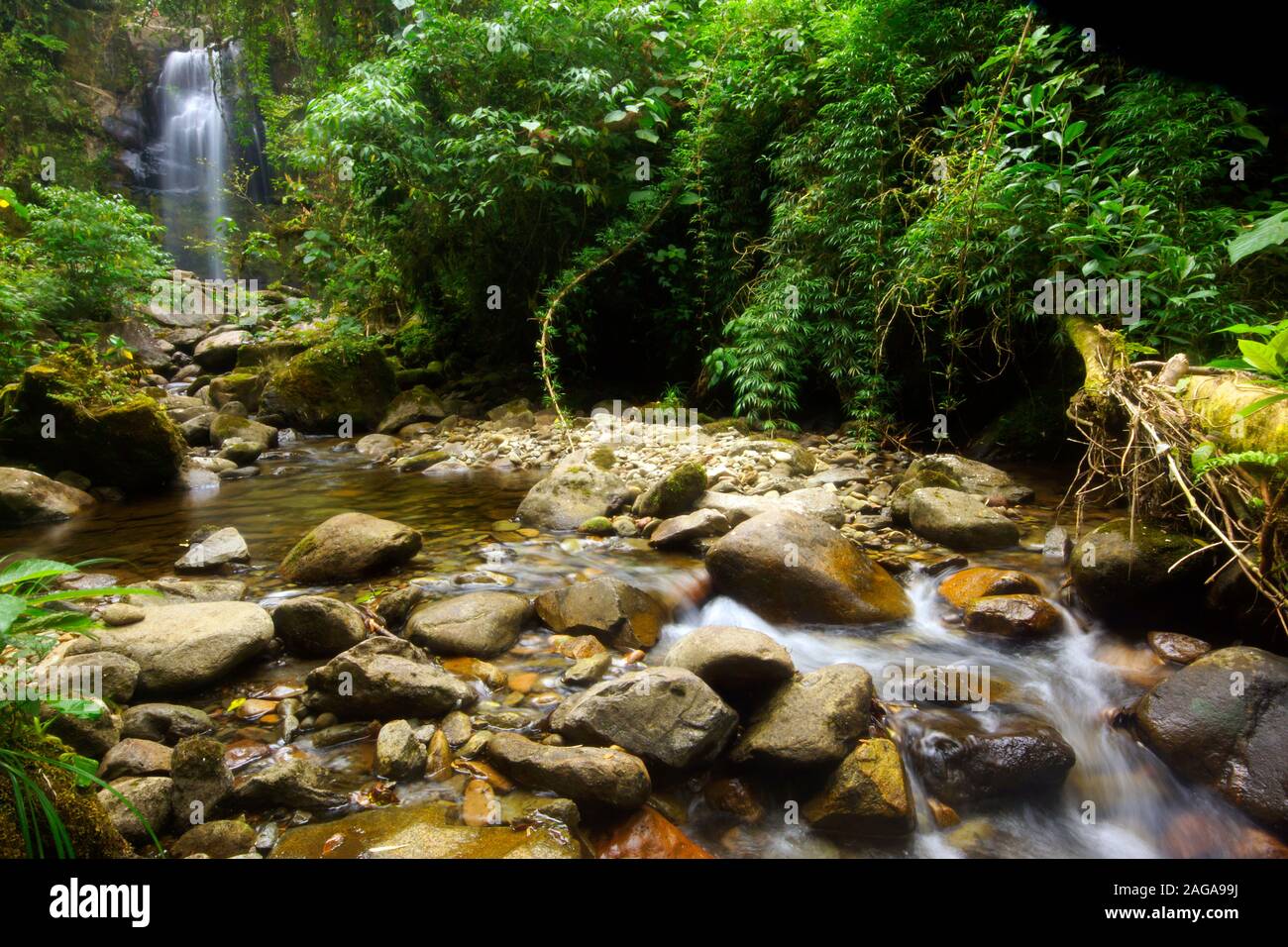 Catarata trail, Boquete, Panama. The mountainous area surrounding the town of Boquete is rapidly becoming the adventure capital of Panama. A mild clim Stock Photo