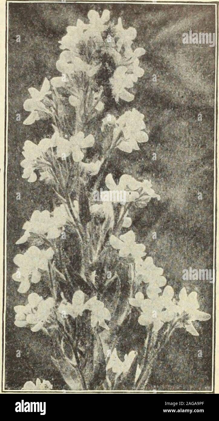 . Dreer's 1913 garden book. Anchusa Italica, Dropmore Variety. ANTHEMIS. (Hardy Marguerite.) PER pkt, 1150 Tinctoria Kelwayi. A mostsatisfactory hardy perennial, bear-ing all summer daisy-like golden-yellow blossoms; excellent for cut-ting; 2 ft.  oz., 25 cts 10 ANTIRRHINUM. CPO&fc Amaranthus Tricolor. Dkbers Snapdragons. (Snapdragon.) The Snapdragons are now receiving theattention they deserve. They are undoubt-edly one of the best cut flowers which can readily be grown from seed,while for beds or borders they are a constant source of pleasure, beingin flower all the time. They succeed best Stock Photo