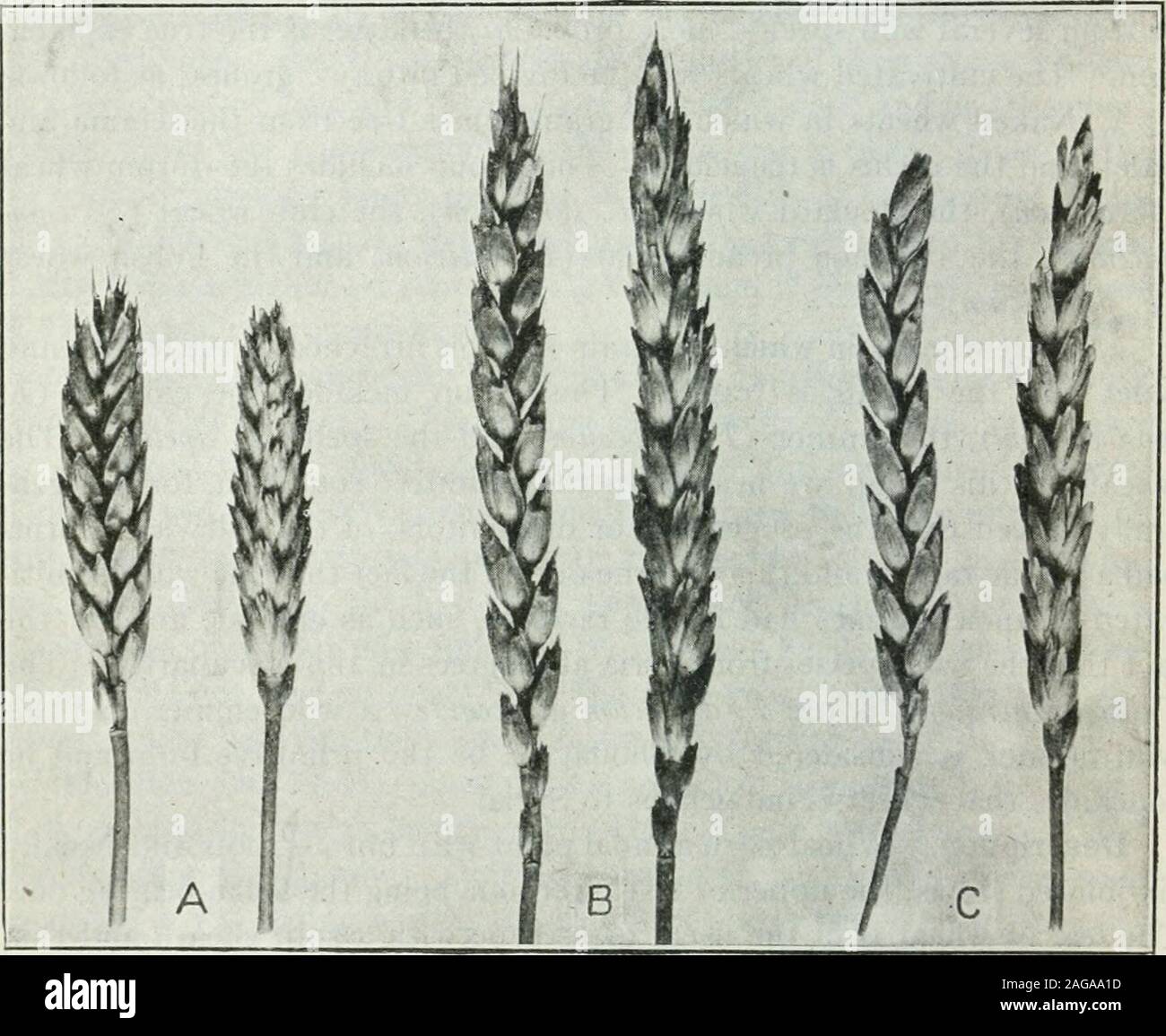 . Textbook of pastoral and agricultural botany, for the study of the injurious and useful plants of country and farm. h spikelet has two broad glumes atthe base. The lemmas are awned, or beardless, that is awnless. Thereare three stamens and an ovary with two feathery styles. Two lodiculesare present. In northern cold, or wet climates, close poHination is therule with wheat, but in durum wheats cross pollination is habitual, andthis seems to be the case with primitive wheats and those grown in hot,dry locaUties. The mature grain has a tuft of hairs, the brush, at thesmall (stigmatic) end of th Stock Photo
