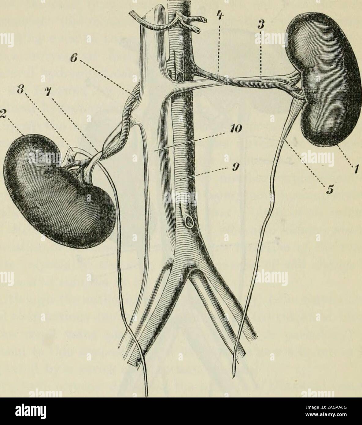 . Selected monographs. 1. Left l«clney. 2. Itight kidiifjy. 3. Lett renal veiu kiuked and twisted. 4. Right reniil vein compressed. 5. Ureter. 6. Abdominal aorta. 7. Vena cava inferior. There are, perhaps^ few patliological processes whicli havebeen so accurately investigated as the coarser disturbancesof circulation in the renal vein. Max Hermann and Ludioig(114) found that after tying the renal vein the tubuli uriniferibecame completely closed in consequence of the obstructionto the return of the blood, so that the secretion of urineceased. If the renal vein became pervious again, the secre- Stock Photo