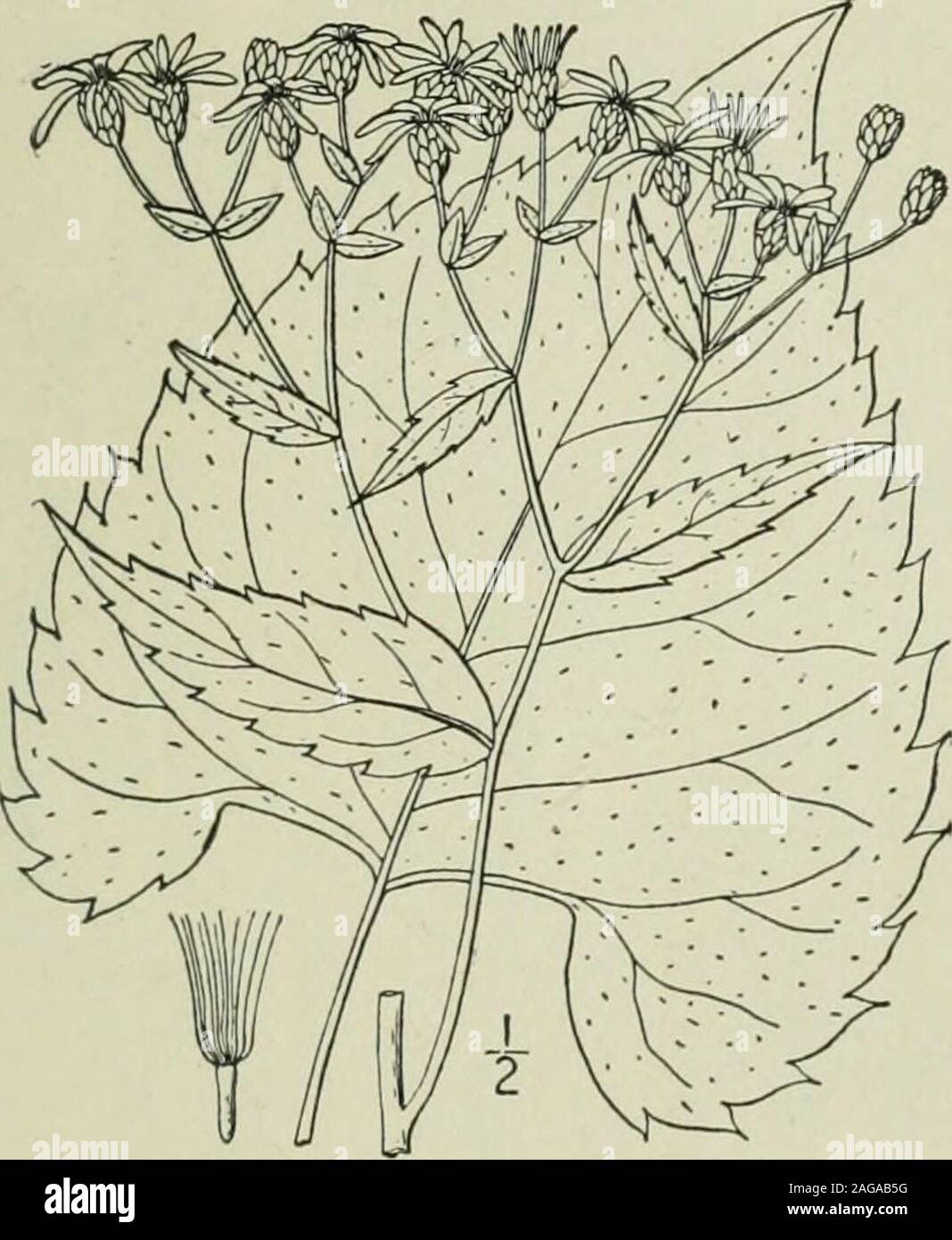 . An illustrated flora of the northern United States, Canada and the British possessions : from Newfoundland to the parallel of the southern boundary of Virginia and from the Atlantic Ocean westward to the 102nd meridian. 8. Aster Schreberi Nees. Schrebers Aster.Fig. 4289. Aster Schreberi Nees, Syn. Ast. 16. 1818. Stem stout, 2°-3° high, with long internodes.Basal leaves often in extensive colonies, thin, dullgreen, firm, rough above, with scattered slender ap-pressed bristles, pubescent beneath on the veins,reniform-cordate or cordate-triangular, often 7 longby 5 wide, the basal sinus when we Stock Photo