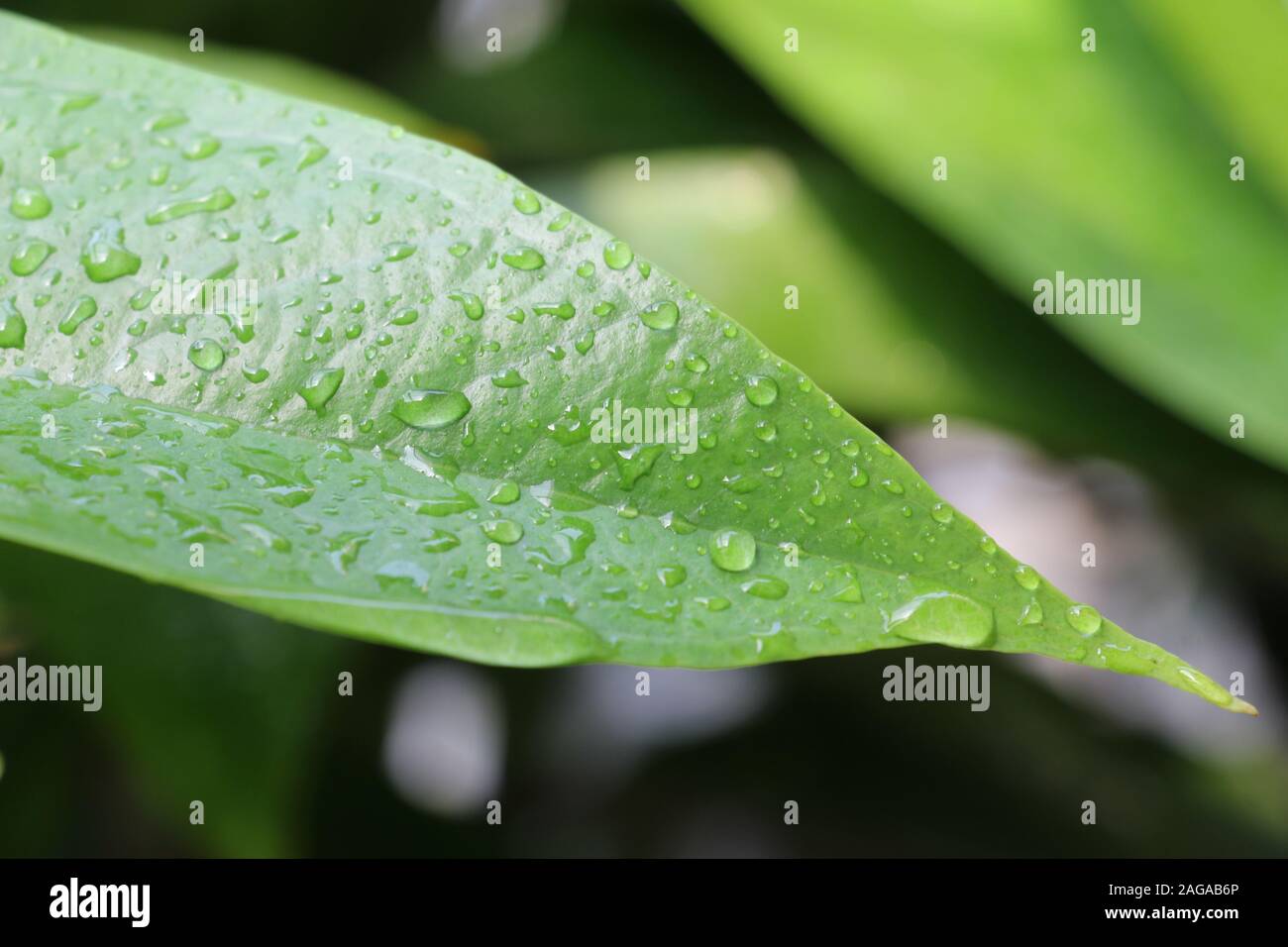 Water drops on green leaves Stock Photo