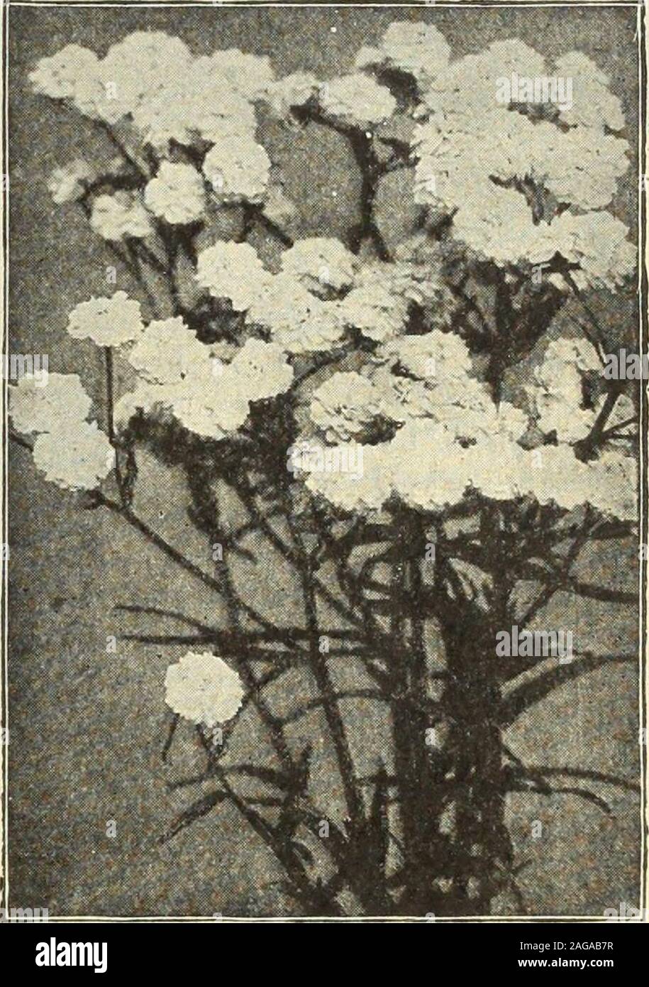 . Dreer's 1913 garden book. Abutilon. Achillea The Pearl.ACANTHUS (Bears Breech), per pkt.1017 Latifolius. Handsome and interestinghardy plants with fine foliage and curiousrosy-white flowers in August and Sep-tember. Grows from 2 to 4 feet high,according to soil and location. Valuable alike for planting as singlespecimens, in groups or in the border. 10 ACHILLEA (Milfoil, or Yarrow). 1021 Ptarmica The Pearl. One of the best hardy white perennials.]Grows about two feet high, and from spring till frost is covered withheads of purest white double flowers. A grand plant for cemetery dec-oration, Stock Photo