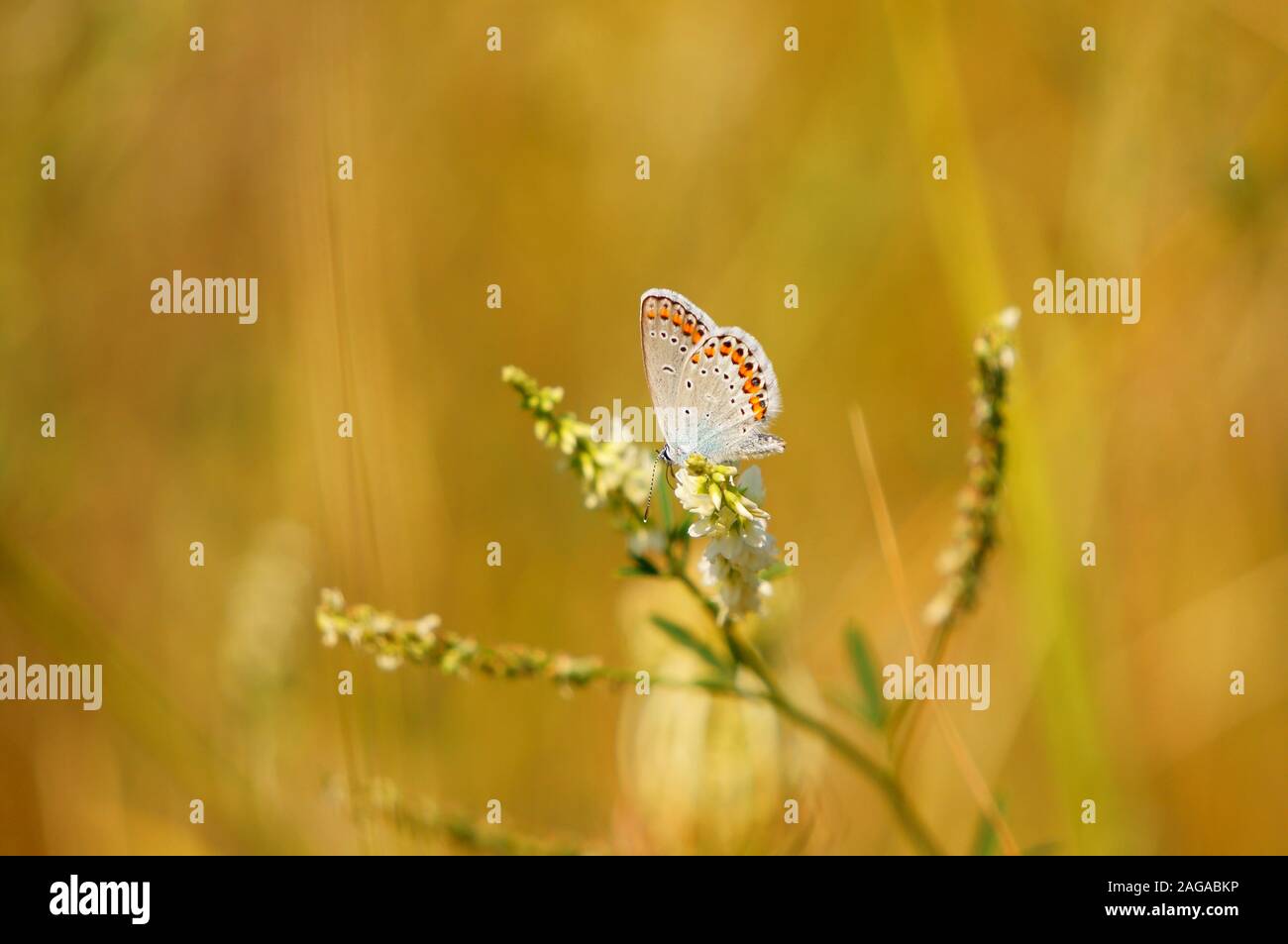 Insects and wildflowers hi-res stock photography and images - Alamy