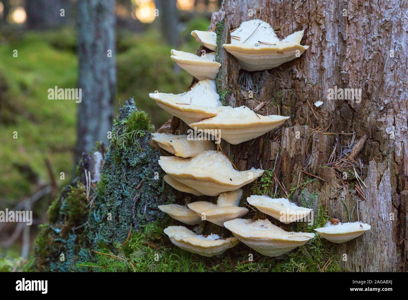White mushroom on a tree trunk in a forest Stock Photo