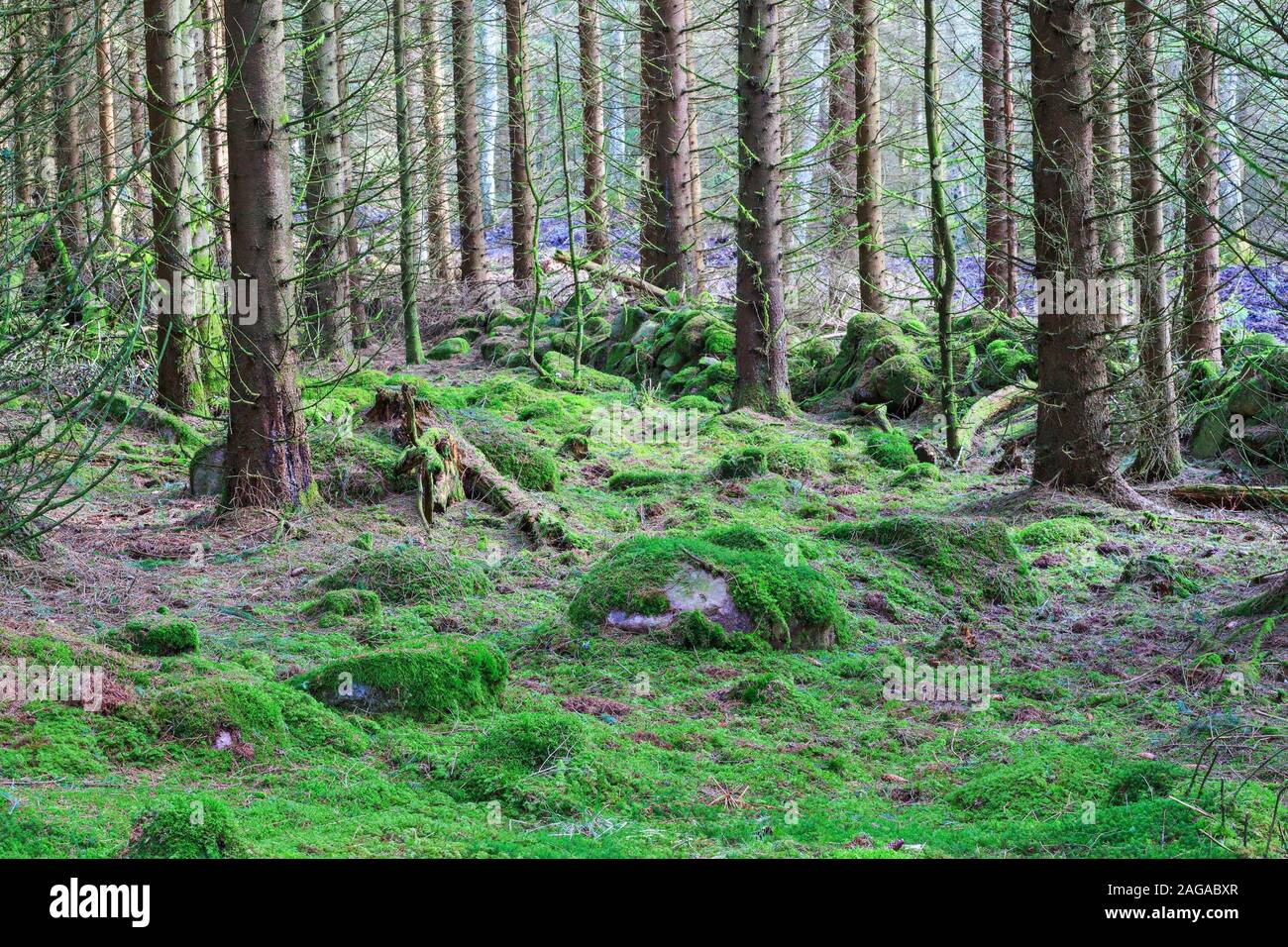 Forest with moss on the ground and an old stone wall Stock Photo