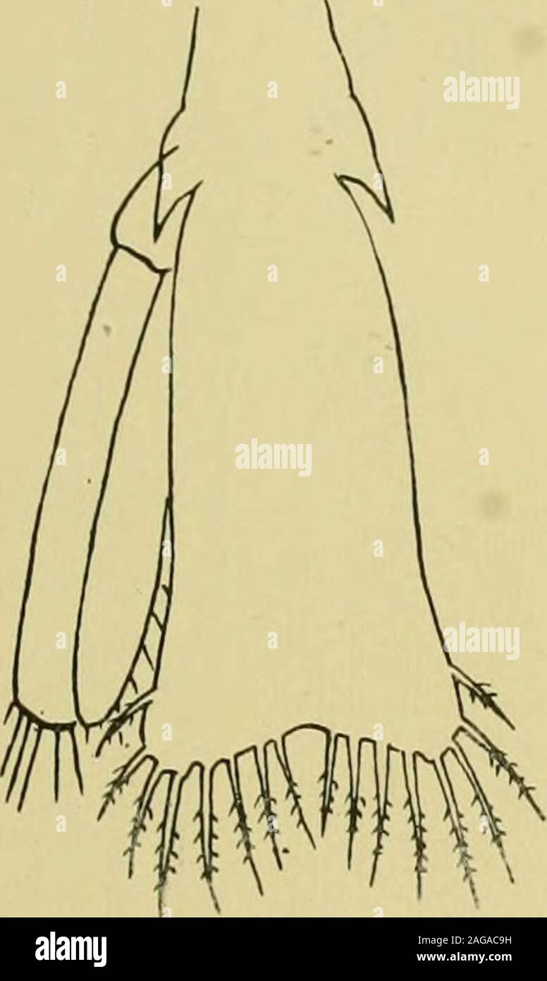 . Decapoden. en eingliedrigenMaxillarpaipus und die Abwesenheiteines Exopodit am 2. Pereiopod imMysisstadium. 2. Crangon trispinosus, C. nantis, Cechinulatus. C.fasciatiis charakterisiertdurch ihre zweigliedrige Maxillarpalpen,Besitz von 5 Paar Exopoditen imMysisstadium, Form des Rostrum undAnordnung der Abdominaldornen. 3. Crangon spinosus, C. norvegicus unter-scheiden sich von der 2. Gruppedurch ihre außerordentlich verlängerteKörperform, Gestalt des Rostrum,Besitz eines einzigen langen Median-dornes auf dem 3. Abdominaisegmentund durch die Form des Telson(Gurney 1.) Claus (3) beschreibt ein Stock Photo
