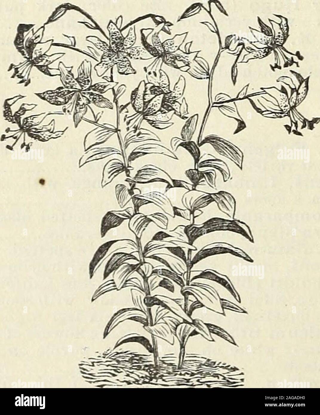 . John Saul's catalogue of plants for the spring of 1889. DOUBLE TIGER LILY. Pomponicum Luteum, flowers yellow 30 Pomponium Verum, this magnificent speciesgrowing about three teet in height, havingnumerous fieryscailet flowers; similar in shadeto Clialcedonicum, but the bulbsare much easier to grow 60 Purpuratum, deep rich color 50 Rubrum Verum, verv tine deep color, beau- tiftil 75 Schrymakersii, very rich, deep crimson 30. LILIUM SPECIOSUM. Szovitsianum (Colchicum or Monadelphum),stem three to four feet, flowers bright citron-yellow with black points. 2}4 to d]4 inches loDfj, fragrant and ea Stock Photo