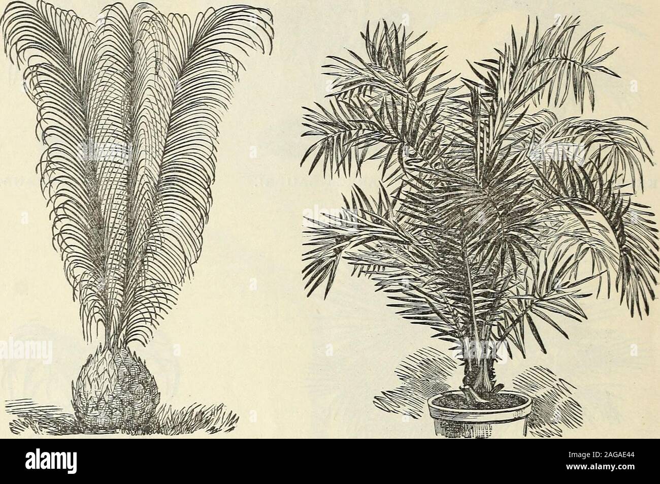 . John Saul's catalogue of plants for the spring of 1889. WASHINGTONIA ROBUSTA. ARECA LUTESCENS. 56 JOHN SAULS DESCRIPTITE CATALOGUE Each.*Seaforthia Elegans, this is a most gracefulPalm emineutiy adapted for the decoration ofthe greenhouse and garden. It also makes afine window plant; leaves are very long andgracefLilly arched, dark green, the whole plantperfectly smooth, a grand decorative plant.(See last page of cover) 30 cts. $1.50 to 2 50 Each.*Trinax Argentea, a very beautiful dwarf Palm, leaves fan-shaped, very handsome..30 c., 50 c. to 1 00*Elegans, a dwarf Palm, leaves fan-shaped ; it Stock Photo