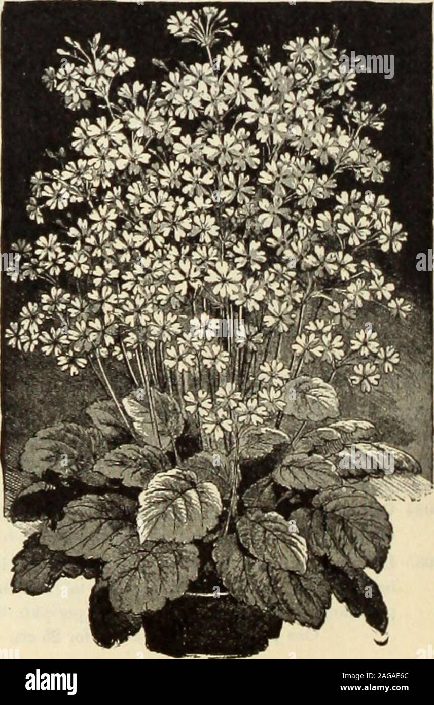 . Dreer's 1913 garden book. he Obconica type yet introduced, is the result of across between P. obconica grandiflora and P. megascefolin; of strong,vigorous growth, with extra large individual flowers and flower heads. 3811 Gigantea Kermeslna. Rich crimson. 25 cts. per pkt. 3812 — Rosea. Pure rose color. 25 cts. per pkt. 3815 — Mixed. All colors, from pale lilac to crimson. 20 cts. per pkt. PRIMULA MALACOIDES. 826 An introduction from China that has proved itself to be one of thefreest-flowering species for pots yet introduced. Seeds sown in Feb-ruary produce plants that will bloom from May ti Stock Photo