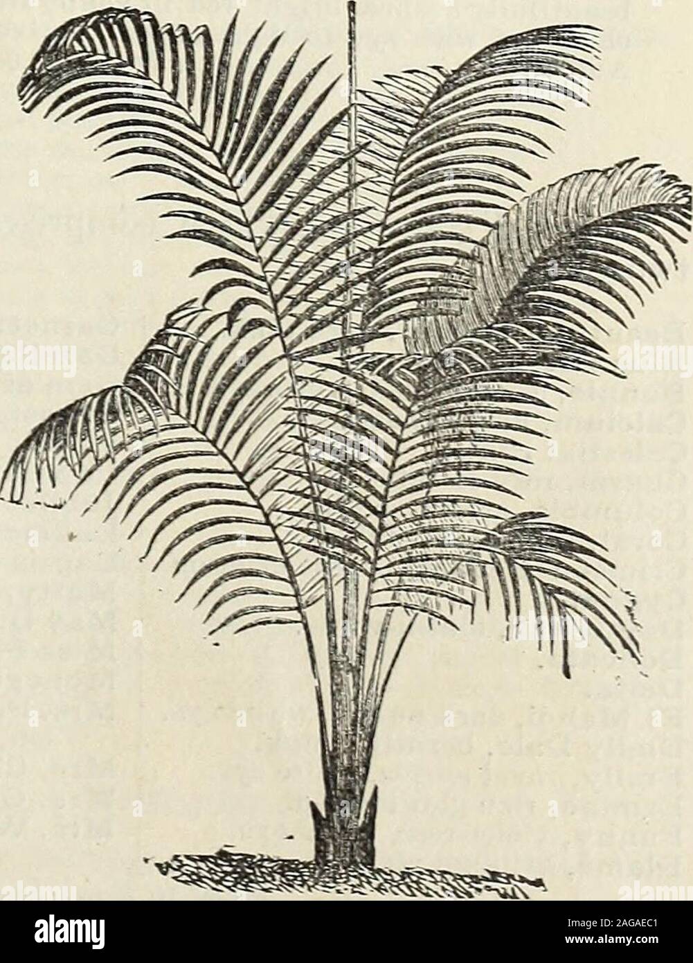 . John Saul's catalogue of plants for the spring of 1889. WASHINGTONIA ROBUSTA. ARECA LUTESCENS. 56 JOHN SAULS DESCRIPTITE CATALOGUE Each.*Seaforthia Elegans, this is a most gracefulPalm emineutiy adapted for the decoration ofthe greenhouse and garden. It also makes afine window plant; leaves are very long andgracefLilly arched, dark green, the whole plantperfectly smooth, a grand decorative plant.(See last page of cover) 30 cts. $1.50 to 2 50 Each.*Trinax Argentea, a very beautiful dwarf Palm, leaves fan-shaped, very handsome..30 c., 50 c. to 1 00*Elegans, a dwarf Palm, leaves fan-shaped ; it Stock Photo