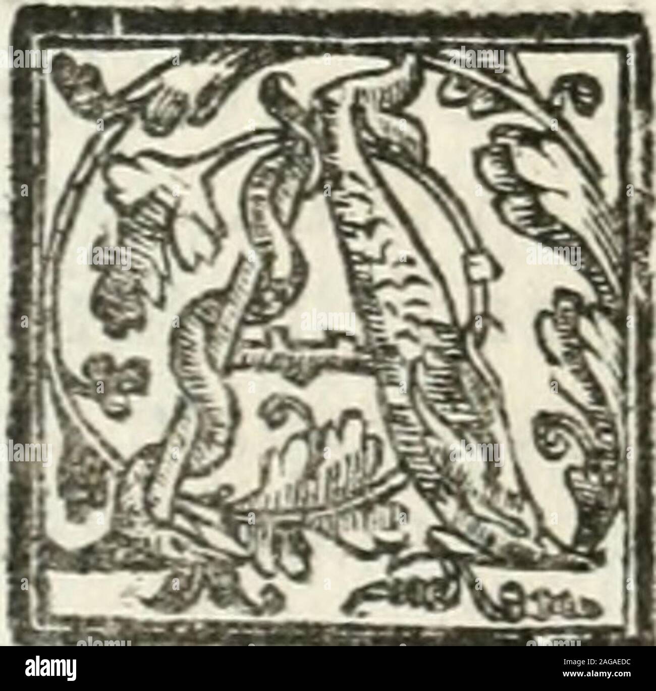 . Le imprese illvstri : con espositioni et discorsi. N e o R e HE 1 edera fia di quelle piante,che nò per-don mai tronde,come lOJiua, il Narancio iJ Cedro,IaMorteIla,Ia Palma,il Pino,il Ciprel]o,& piùaltre, tuttauia potendo per alcuna mala ftadone,o per imperfettion di terreno, ò qualche altro ta- — , leItranoaccidente, riceueroftefa, ò feccarfi , ò ILir i^iailigna,& pallida, fi può cóprendere, che quefto Cardinalecon que/la Imprefa abbia voluto dimoftrare al Tuo R e, che ftandoegli rotto lombra di fua Maeftà,non tema dotfefa alcuna,che qualIl voglia malignità dhuomini,ò di fortuna potefie ord Stock Photo