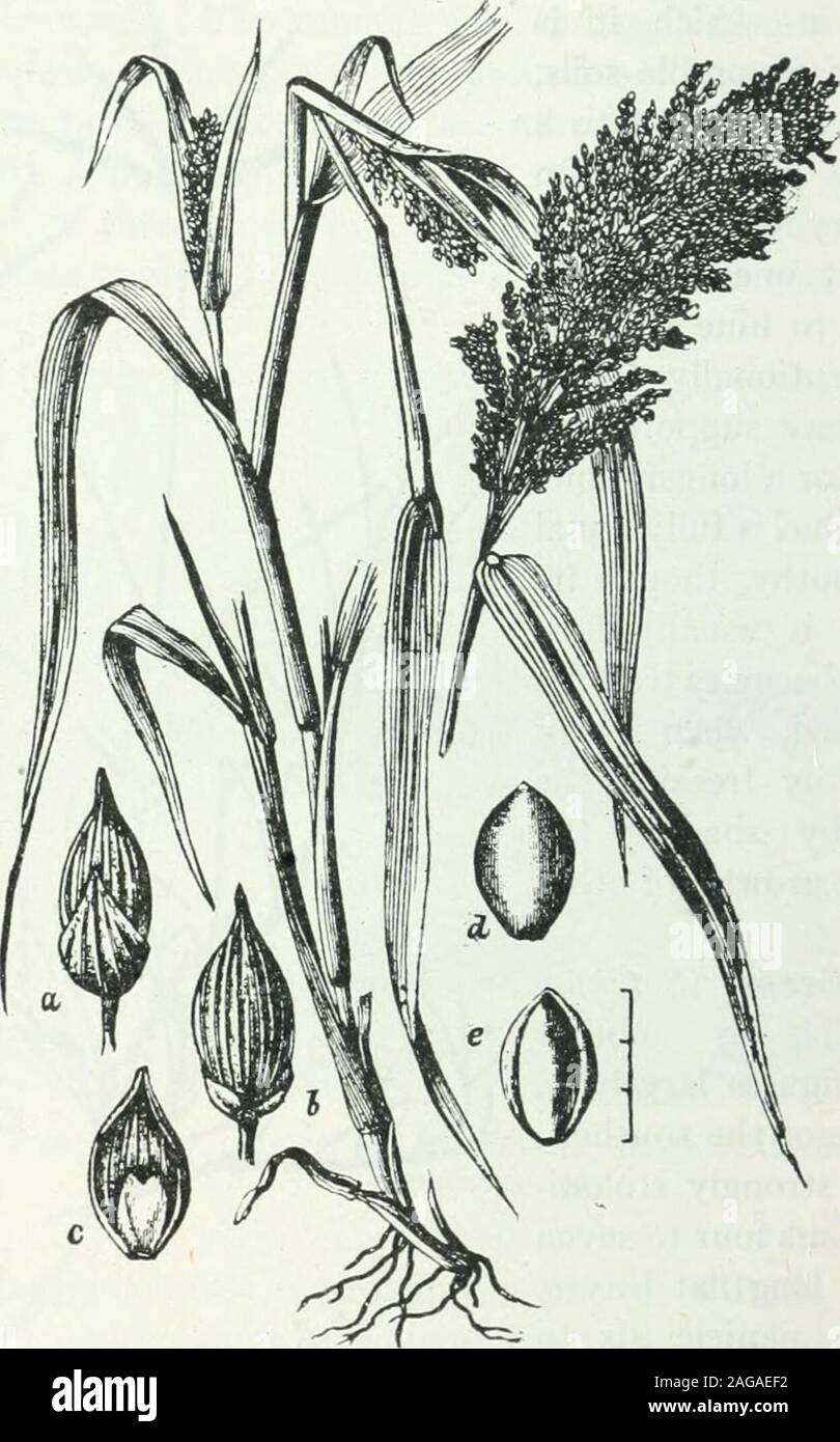 . Textbook of pastoral and agricultural botany, for the study of the injurious and useful plants of country and farm. Fig. 62.—Bermuda grass (Cy&gt;iodon Dactylon).(After Ball, Carleton R.: Winter Forage Crops forthe South, Farmers Bulletin 147, 1902, p. 15.) 146 PASTORAL AND AGRICULTURAL BOTANY an avivectent, because the hard, outer covering of the seed is indigestibleand passes through the digestive tract of cattle unchanged. It producesa large amount of good hay with an excellent quality. Usually two to. Pig. 63.—Broom-corn millet (Panicum miliaceum): a, b, and c, views of the spikeletand g Stock Photo