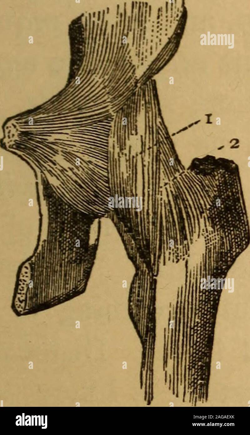 . The eclectic guide to health; or, Physiology and hygiene Fig. ii