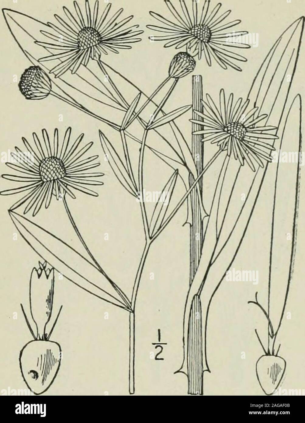 . An illustrated flora of the northern United States, Canada and the British possessions : from Newfoundland to the parallel of the southern boundary of Virginia and from the Atlantic Ocean westward to the 102nd meridian. acts of the in-volucre oblong-spatulate, obtuse or mucronate;pappus of numerous small short broad scales and2 long bristles. Western Missouri, Kansas, Arkansas and Okla-homa. Autumn. Genus 29. THISTLE FAMILY. 405 4, Boltonia decurrens (T. & G.) Wood.Clasping-leaved Boltonia. Fig. 4278. BoV.onia glastifolia var. ( ?) decurrens T. & G. Fl. N.A. 2: 188. 1841. Boltonia decurrens Stock Photo