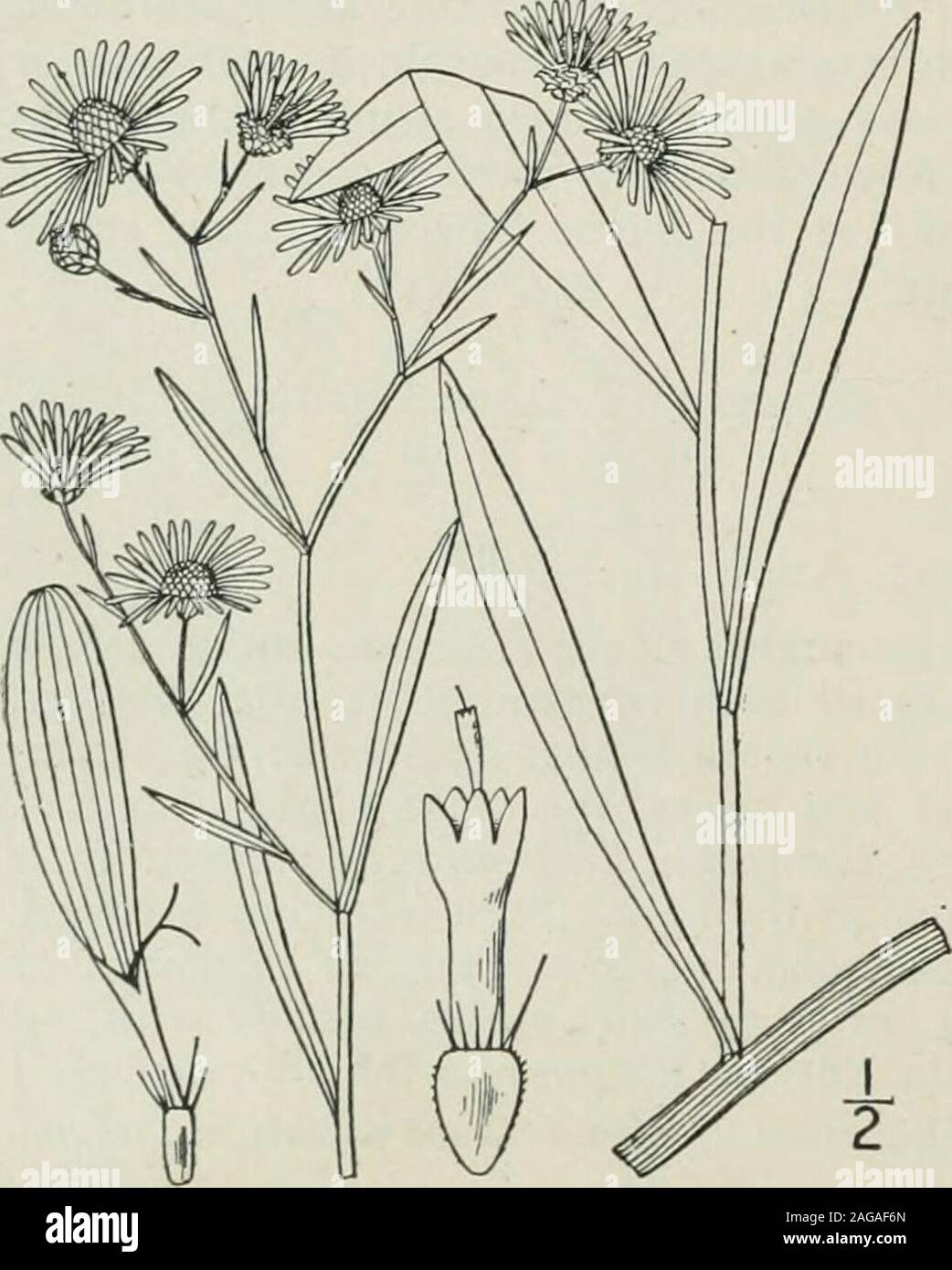 . An illustrated flora of the northern United States, Canada and the British possessions : from Newfoundland to the parallel of the southern boundary of Virginia and from the Atlantic Ocean westward to the 102nd meridian. te, acutish or obtuse;achenes obovate, narrowly winged; pappus of severalshort scales and 2 subulate bristles shorter than theachene. In dry soil, southern Illinois to Texas, east to South Caro-lina and Florida. Aug.-Oct. 2. Boltonia asteroides (L.) LHer. Aster-like Boltonia. Fig. 4276. Matricaria asteroides L. Mant. 116. 1767.Matricaria glastifolia Hill, Hort. Kew. 19: pi. 3 Stock Photo