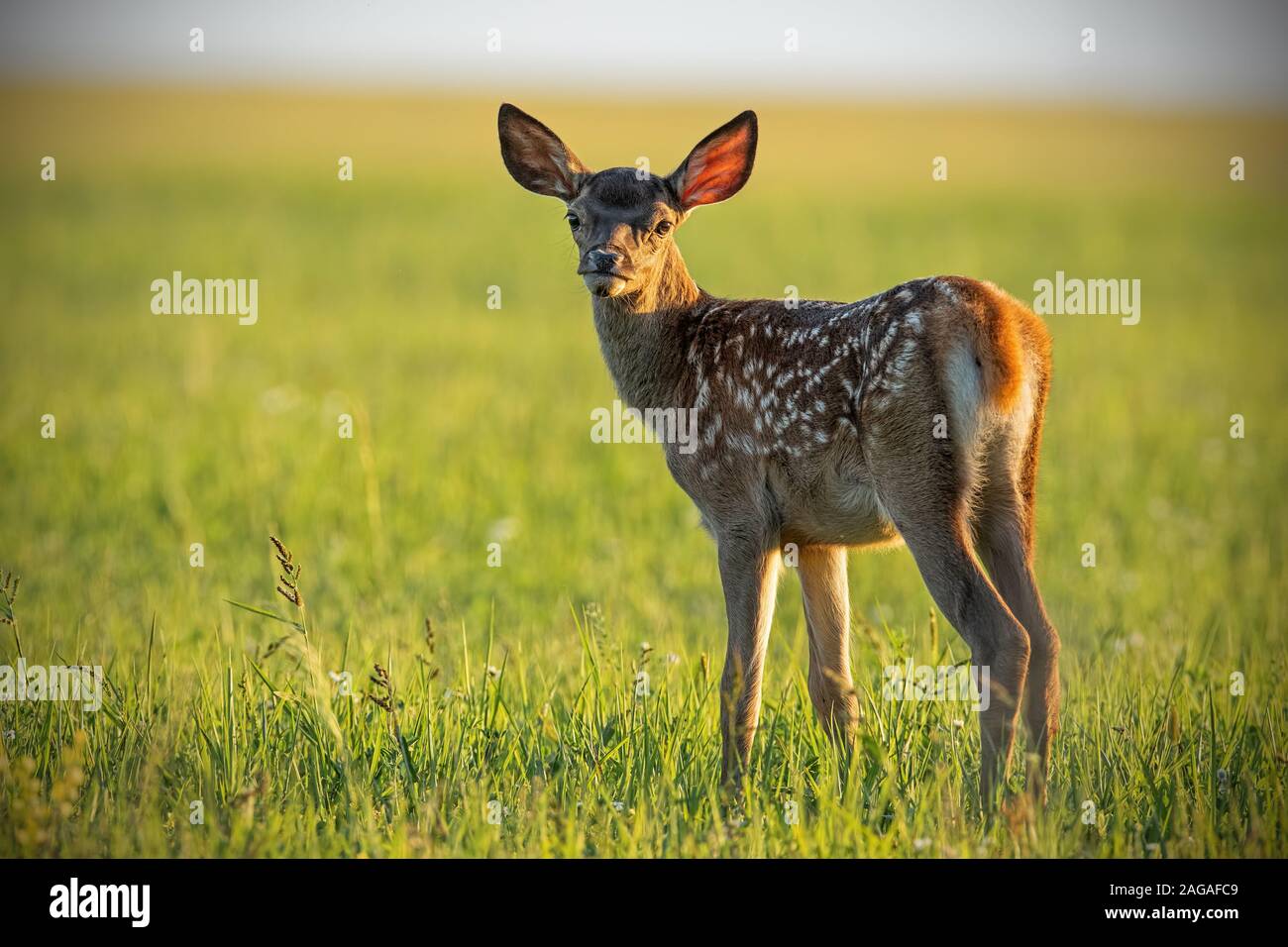 Red deer and baby hi-res stock photography and images - Alamy