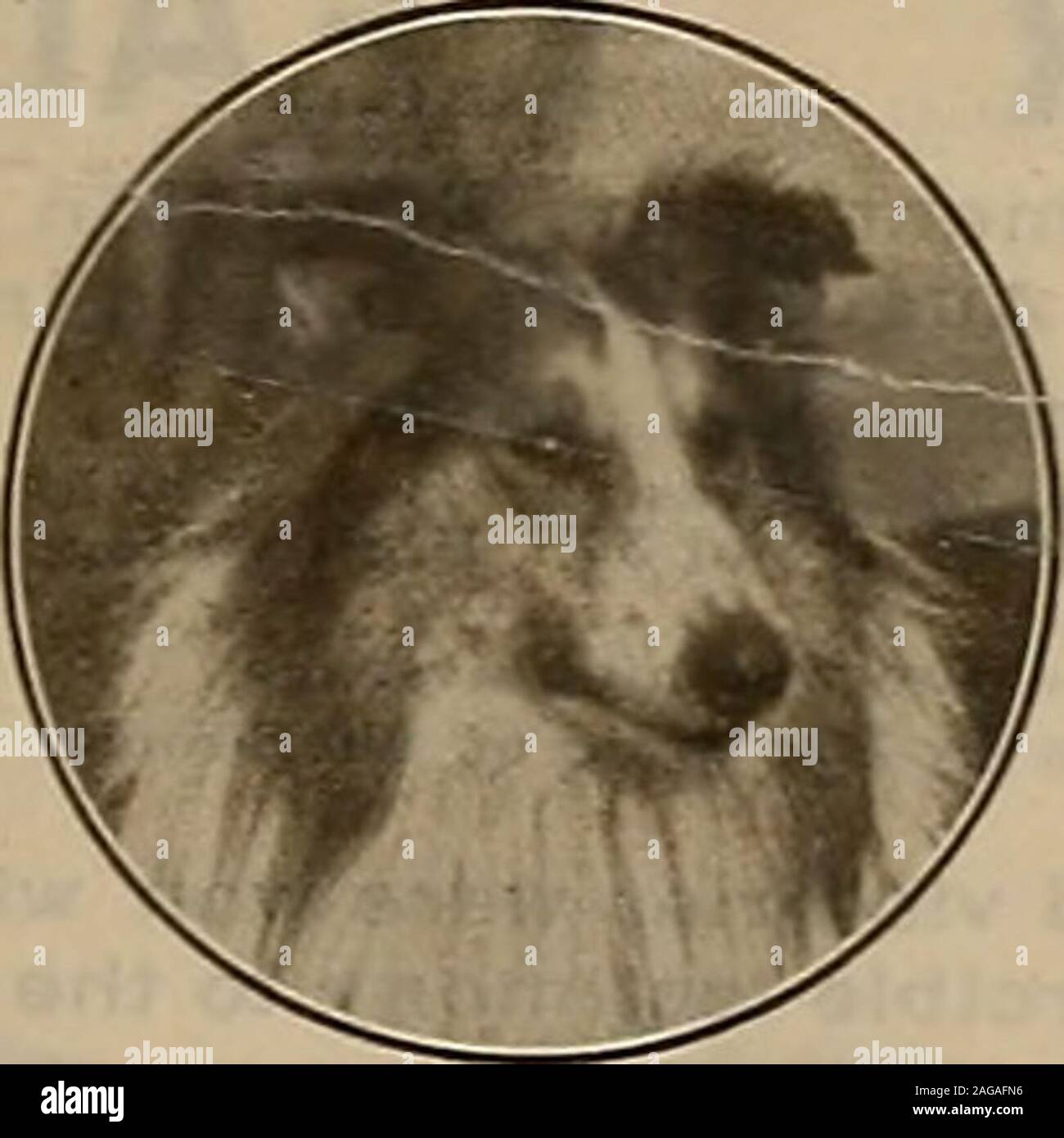 Breeder And Sportsman Of Distemper Mange Fevers And General Debility Of Dealers 60c And 1 00 By Mail Prepaid Sergeants Sure Shot Rids The Dog And Puppy Of Worms Price 60 Cents Mailed