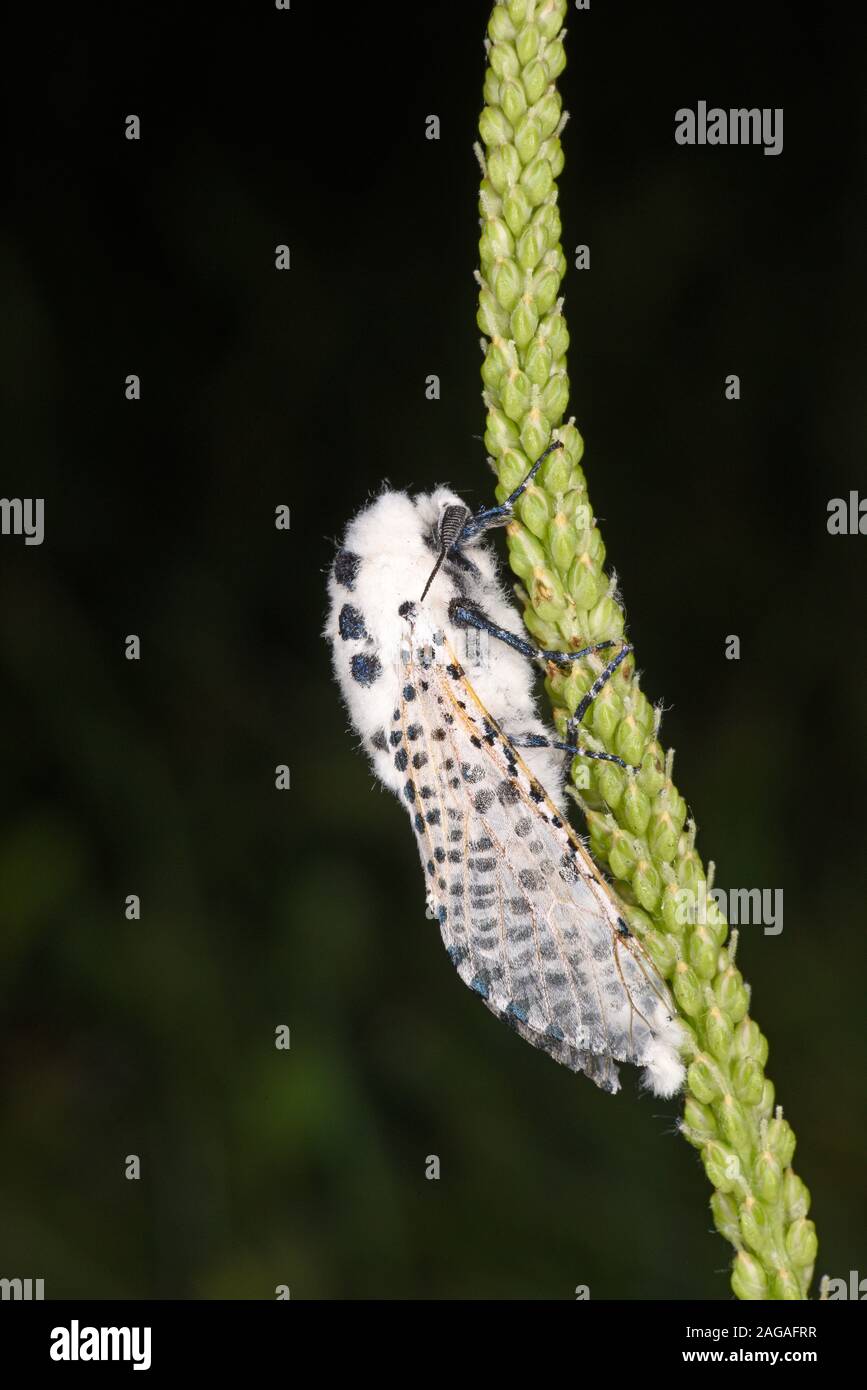 Leopard Moth (Zeuzera pyrina) resting on plant stem, Wales, July Stock Photo