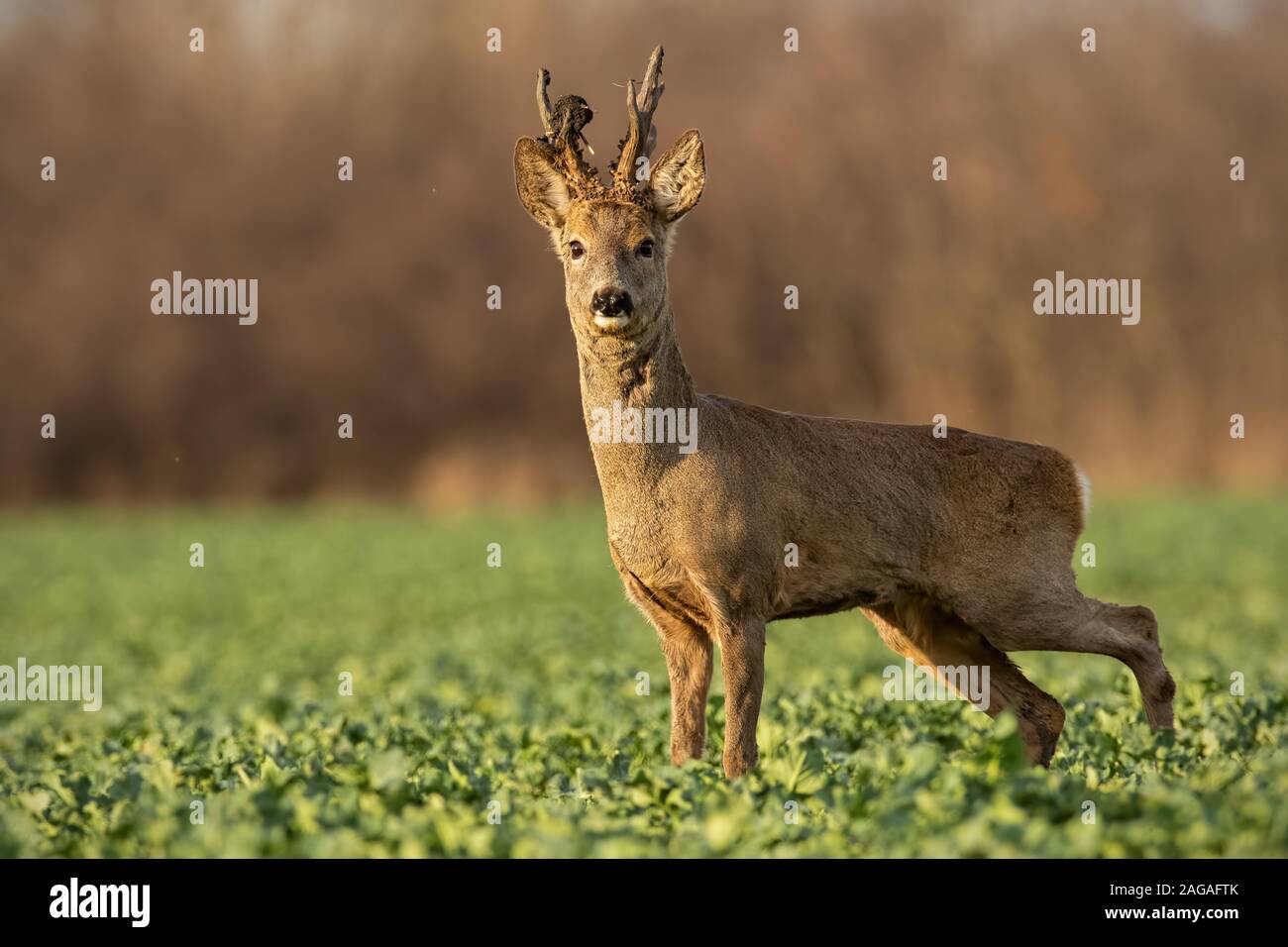 Roe deer stag hi-res stock photography and images - Alamy