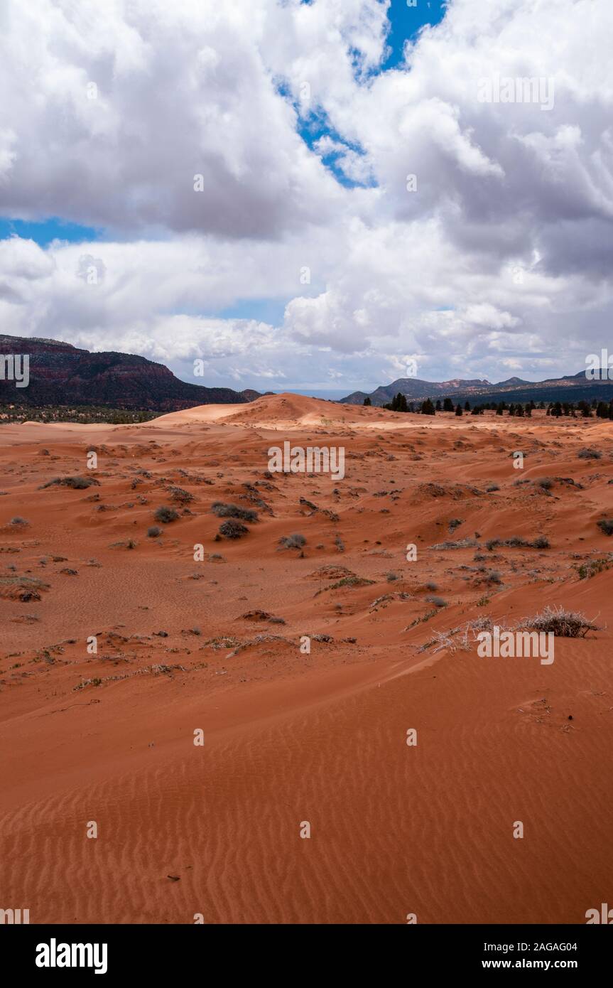 Coral Pink Sand Dunes State Park in Spring, Southwestern Utah, USA Stock Photo