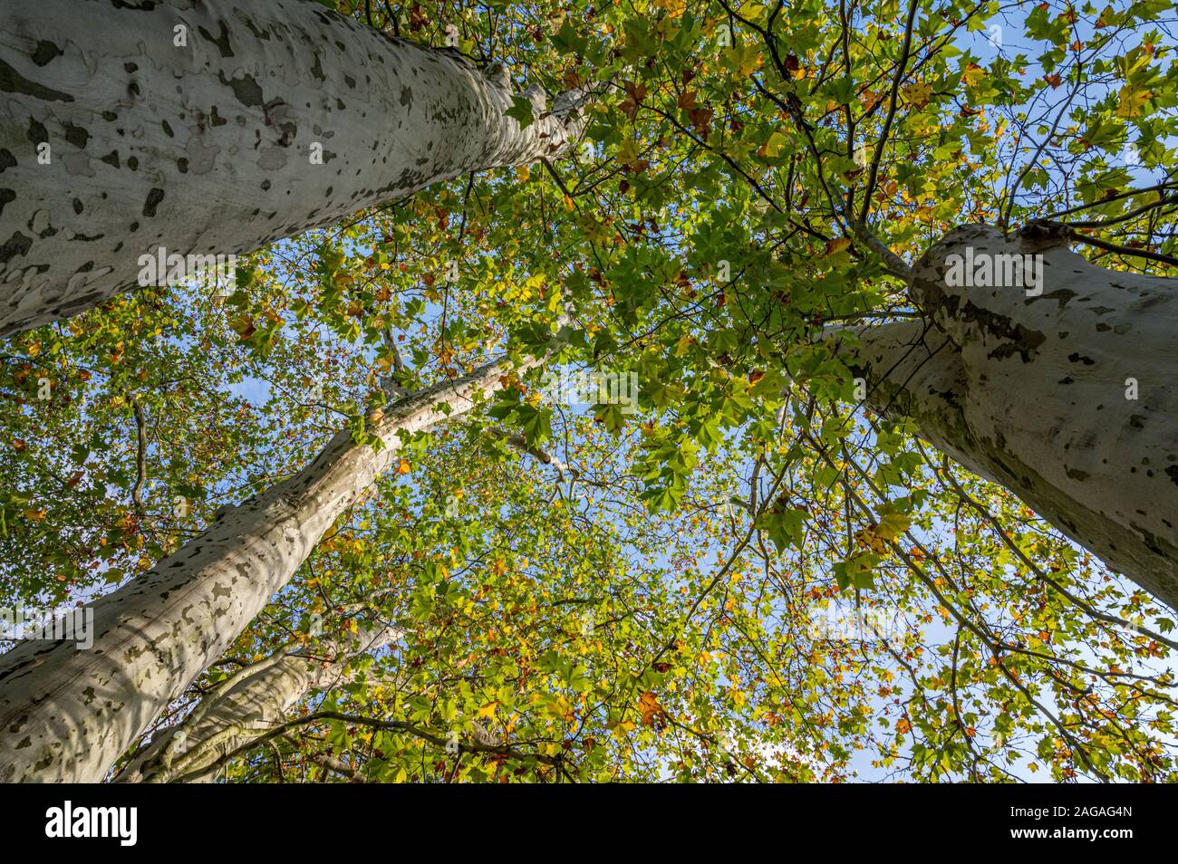 Birches in the forest Stock Photo