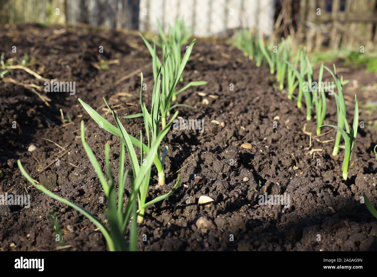 Planted rows salad leaf hi-res stock photography and images - Alamy