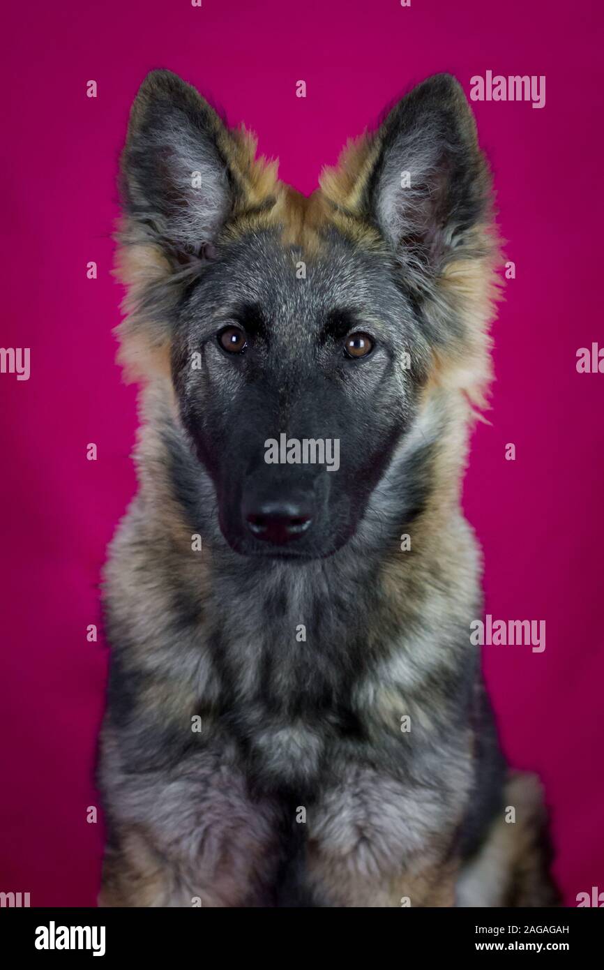 dark haired german shepherd