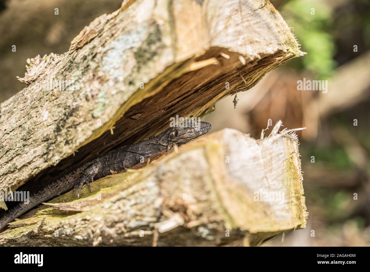 A lizard in the jungle. Stock Photo