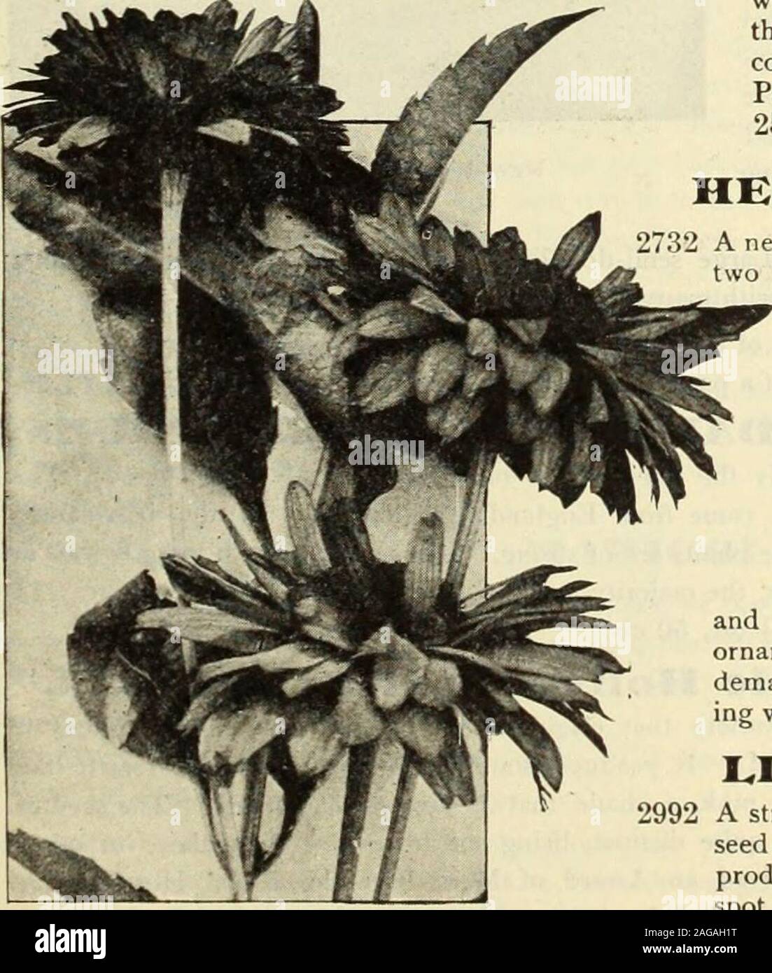 . Dreer's 1913 garden book. Pknnisetum Japonicum (Hardy Fountain Grass). iHfflKTADRfER-PHIIADtLPHIAfA^TlOWERSEED{fOVEbTWlM 63 T^m. mmm if*grz ,&gt; »&lt; t If JC^ THE W-- i. CARDINALCLIMBER. Ipomoea Quacnoclit Hybrida.) 2158 We introduced this sensational novelty-v^ last year, and wherever grown it has created a furore, and no plant in ourtrial grounds the past season was somuch admired. We consider it themost beautiful, brilliant and distinctannual climber introduced in manyyears. It is the result of a cross betweenIpomoea Quamoclit, the Cypress Vineand Ipomoea Coccinea.or Star Glory. Itis a Stock Photo
