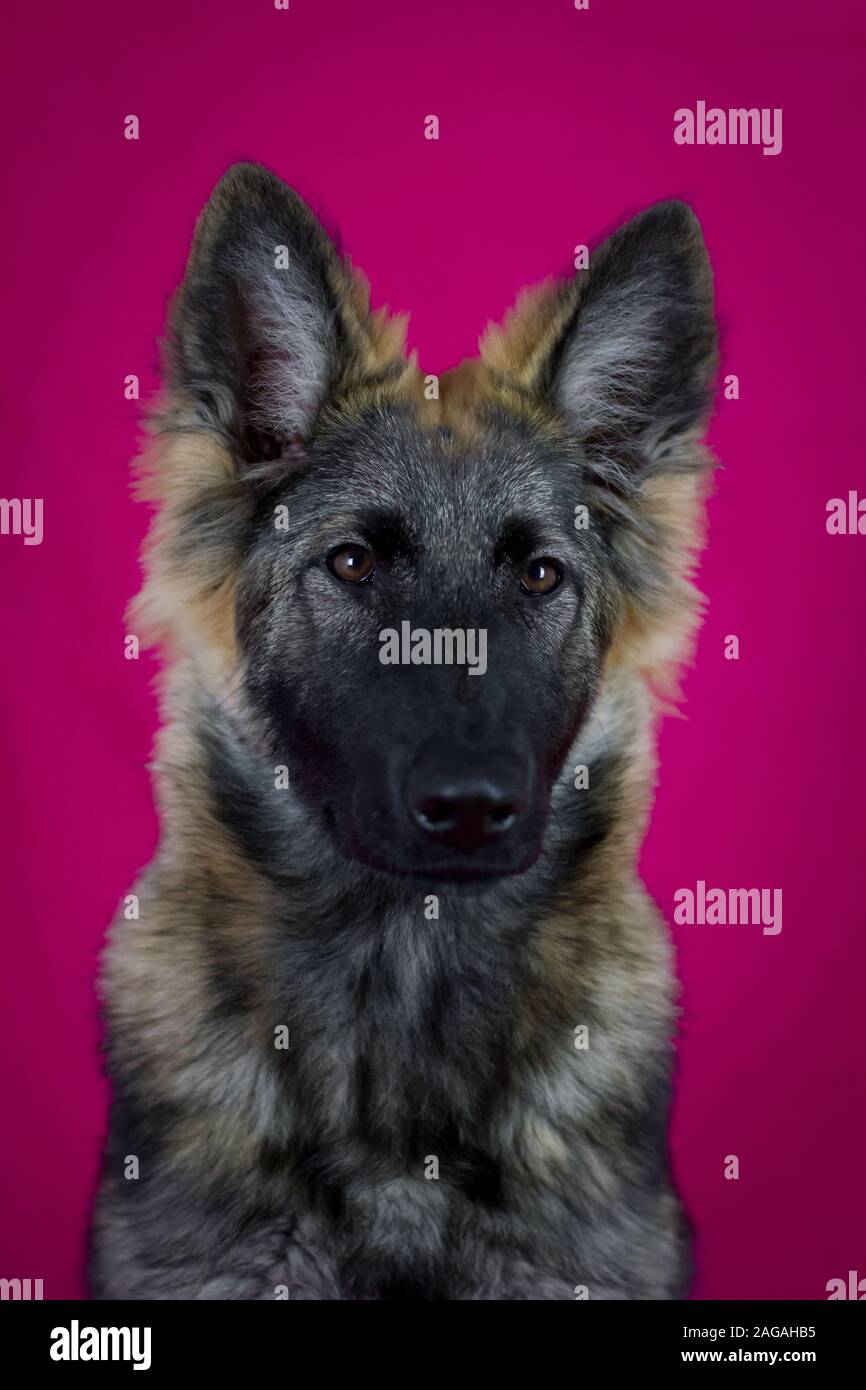 Portrait of a young longhaired German Shepherd Dog (Alsatian Dog) in — free download