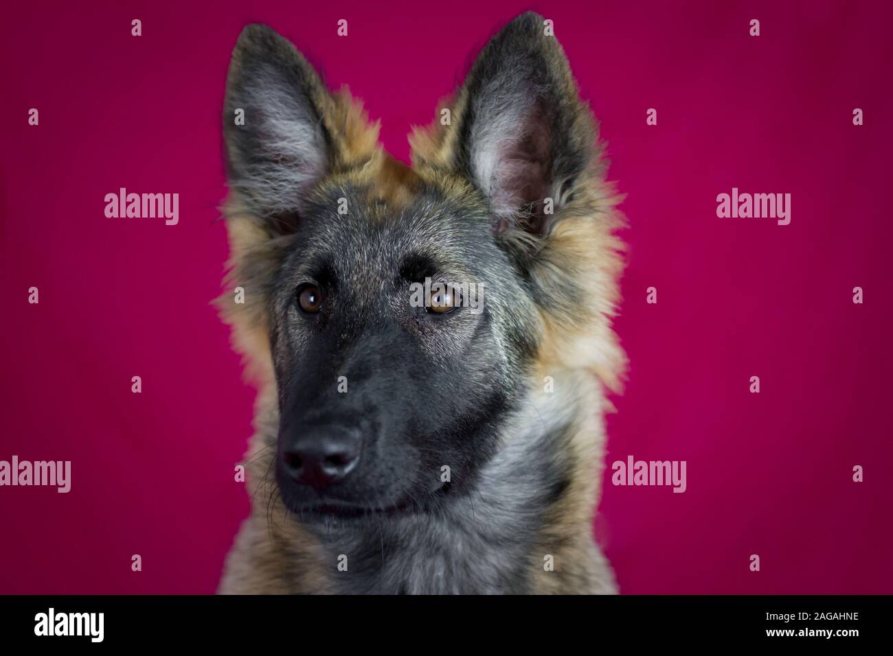 dark long haired german shepherd