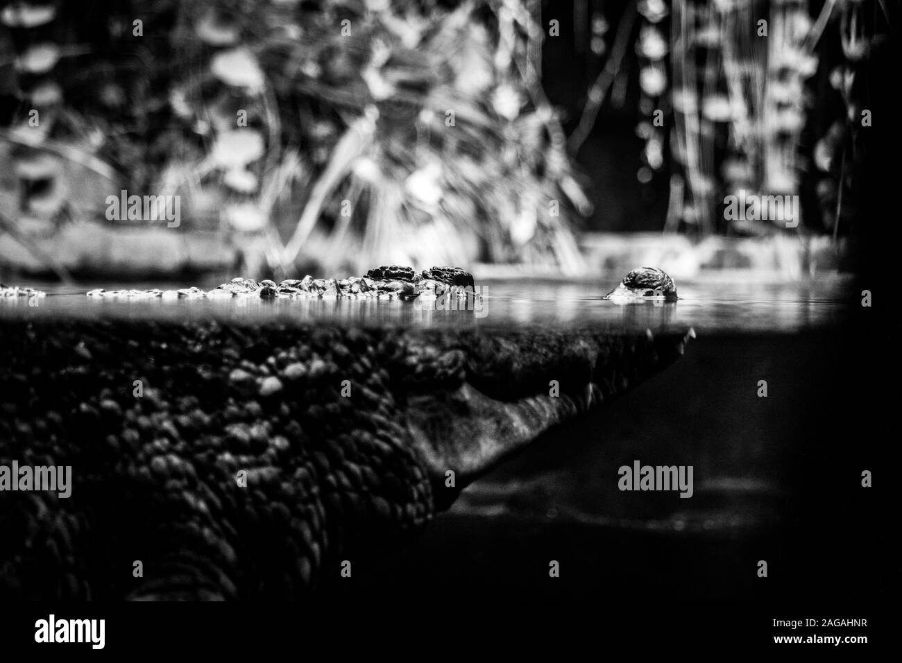 Selective focus grayscale shot of a sneaky crocodile sneakily looking for a victim Stock Photo