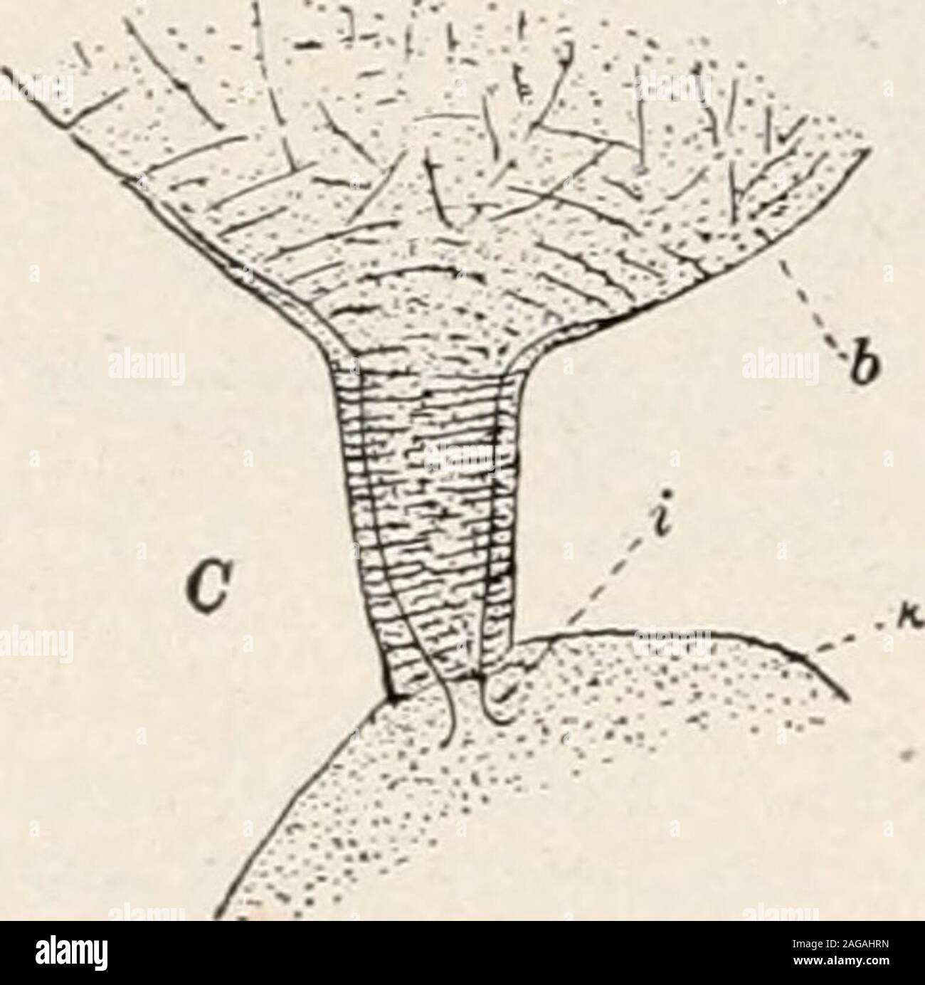 Ants Their Structure Development And Behavior Stock Photo Alamy