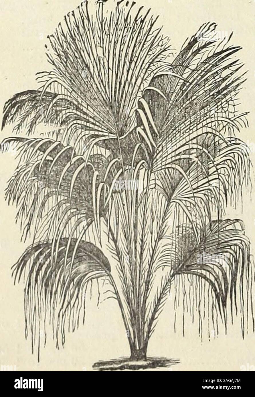 . John Saul's catalogue of plants for the spring of 1889. COCOS WEDDELLIANA.. Stock Photo