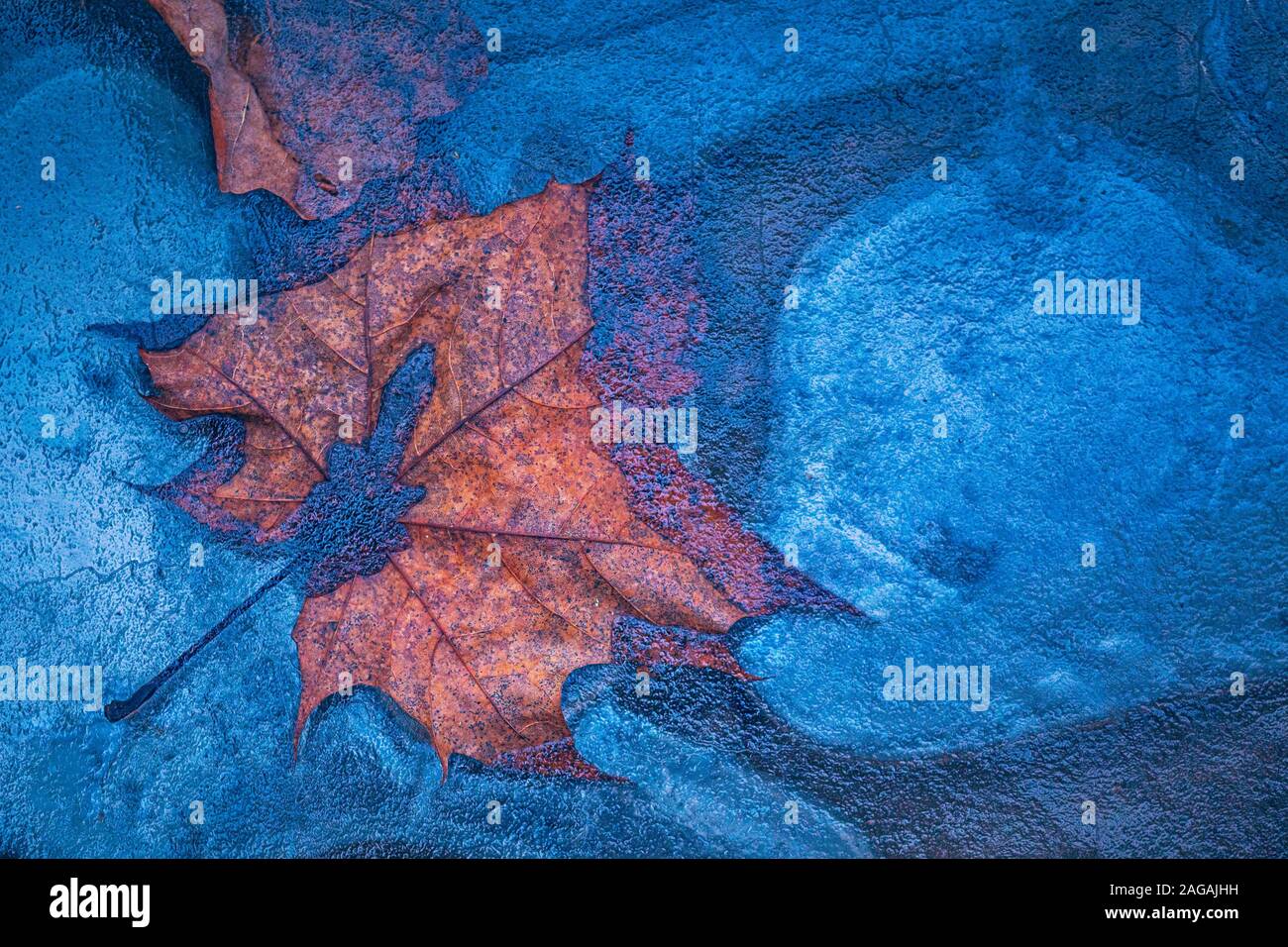 Leaf frozen in the ice, winter background Stock Photo - Alamy