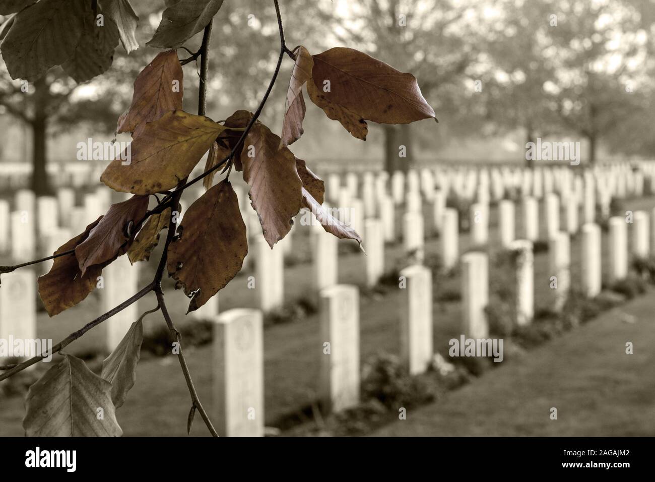 Closeup shot of a branch with autumn leaves in the Canadian War Cemetery in Groesbeek Stock Photo
