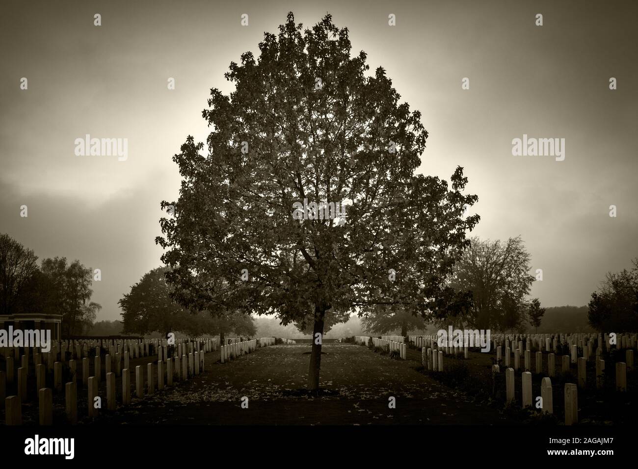 Beautiful shot of a big tree in the Canadian War Cemetery in Groesbeek in the Netherlands Stock Photo
