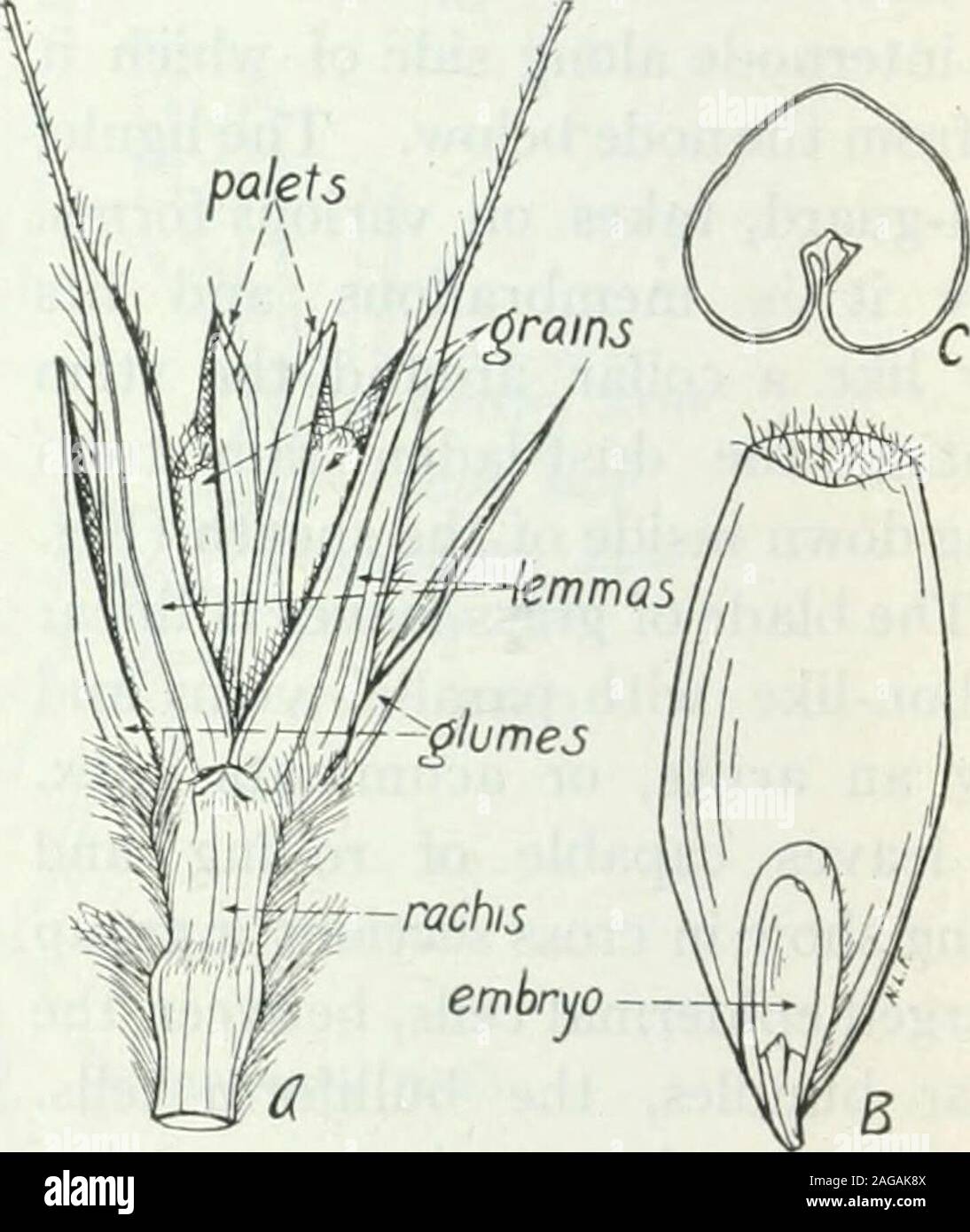 . Textbook of pastoral and agricultural botany, for the study of the injurious and useful plants of country and farm. - rachij Fig. 49. Fig. 50. Fig. 49.—Single spikelet of common wheat (Triticum [(estivum). X 2. (Rohbins.)Fig. 50.—Rye {Secale cereale). A, a single spikelet at a joint on the rachis; B,grain, external view; C, grain in cross-section. A, X2}); B and C, XS- (Robbins.) perianth segments of ordinary monocotyledons, such as the lily, are repre-sented by three (bamboos), two (most grasses), or a single small bodyknown as a lodicule, or a squamula. It is the swelling of these lodicule Stock Photo
